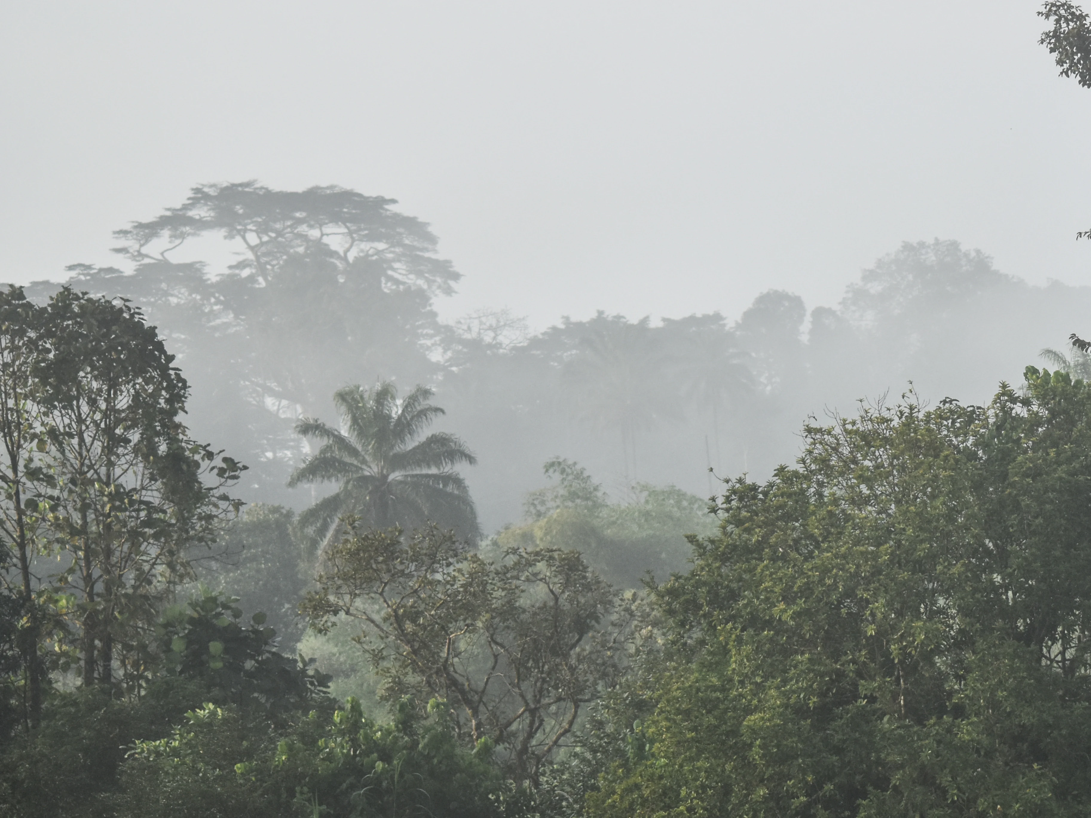 A thick, misty rainforest canopy in Guinea with various tree heights and palm silhouettes visible through the fog.