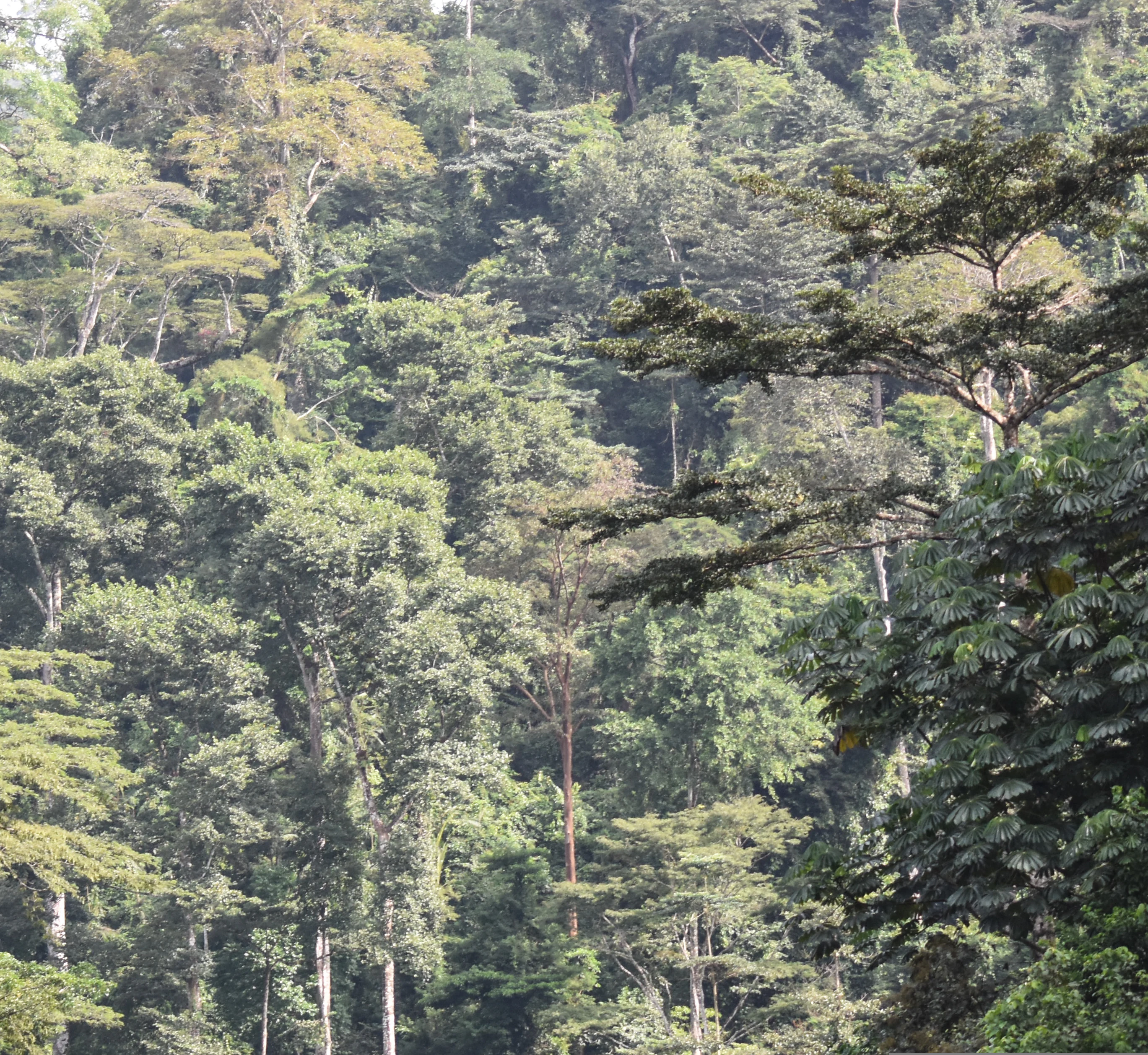 A thick, lush canopy of tropical trees covering a hillside in the Massif de Ziama region.