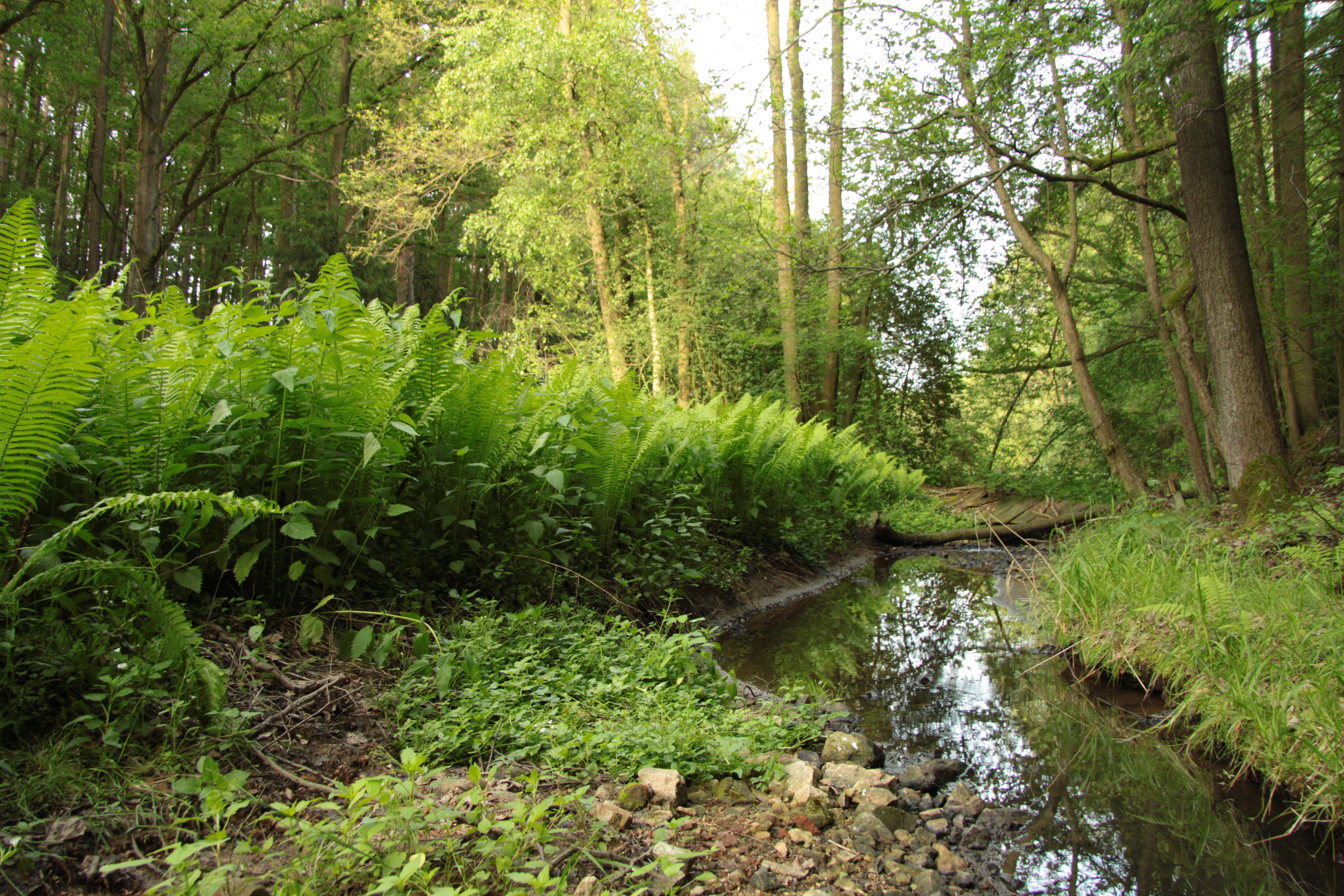 A small, dark stream flowing through a densely forested area with bright green ferns lining the banks.