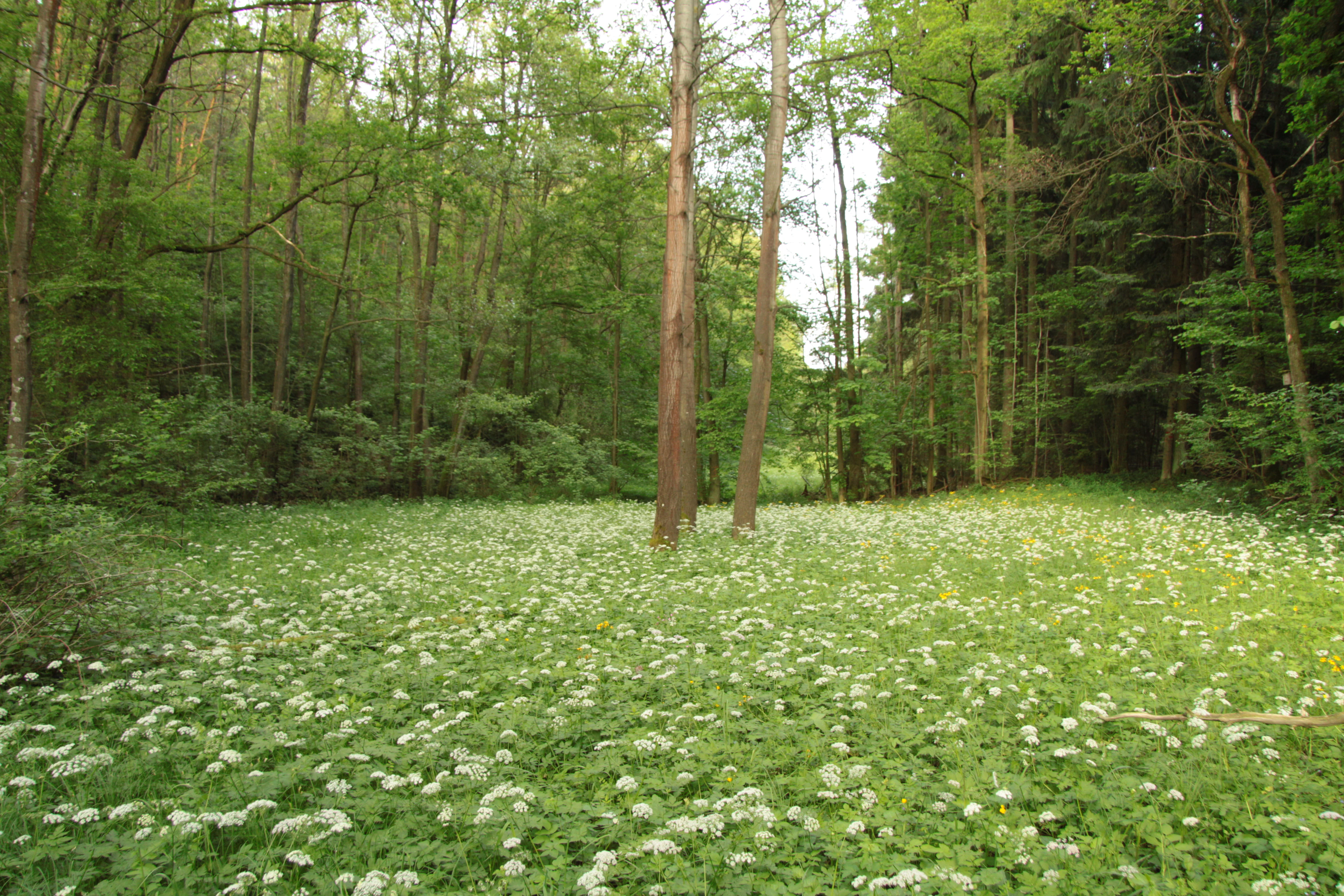 A green woodland meadow carpeted in small white flowers with tall trees in the background.