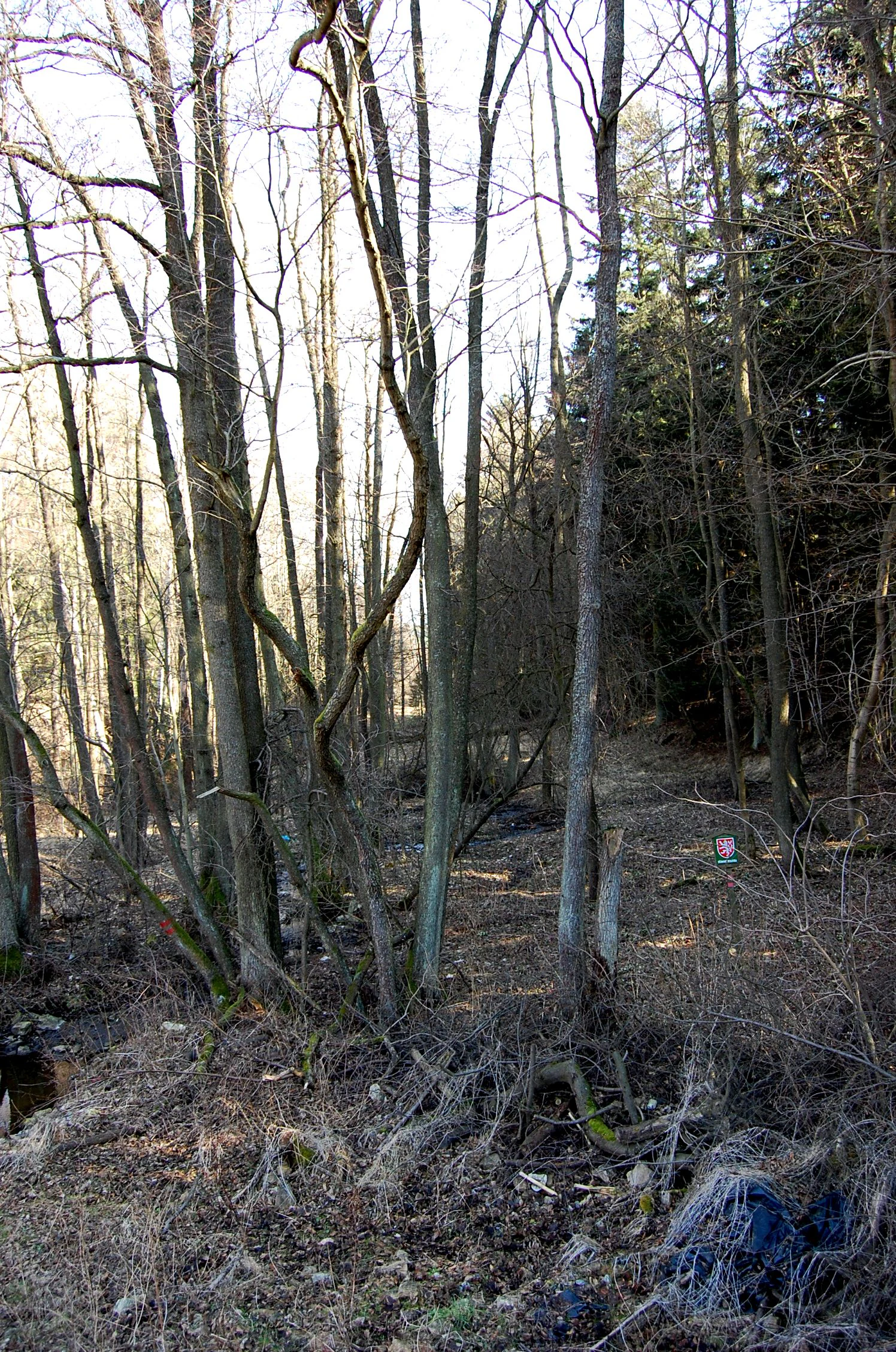 A view of a deciduous forest at Mastnice Natural Monument in the Czech Republic, featuring tall bare trees, leaf litter on the ground, and a small protective area marker in the distance.