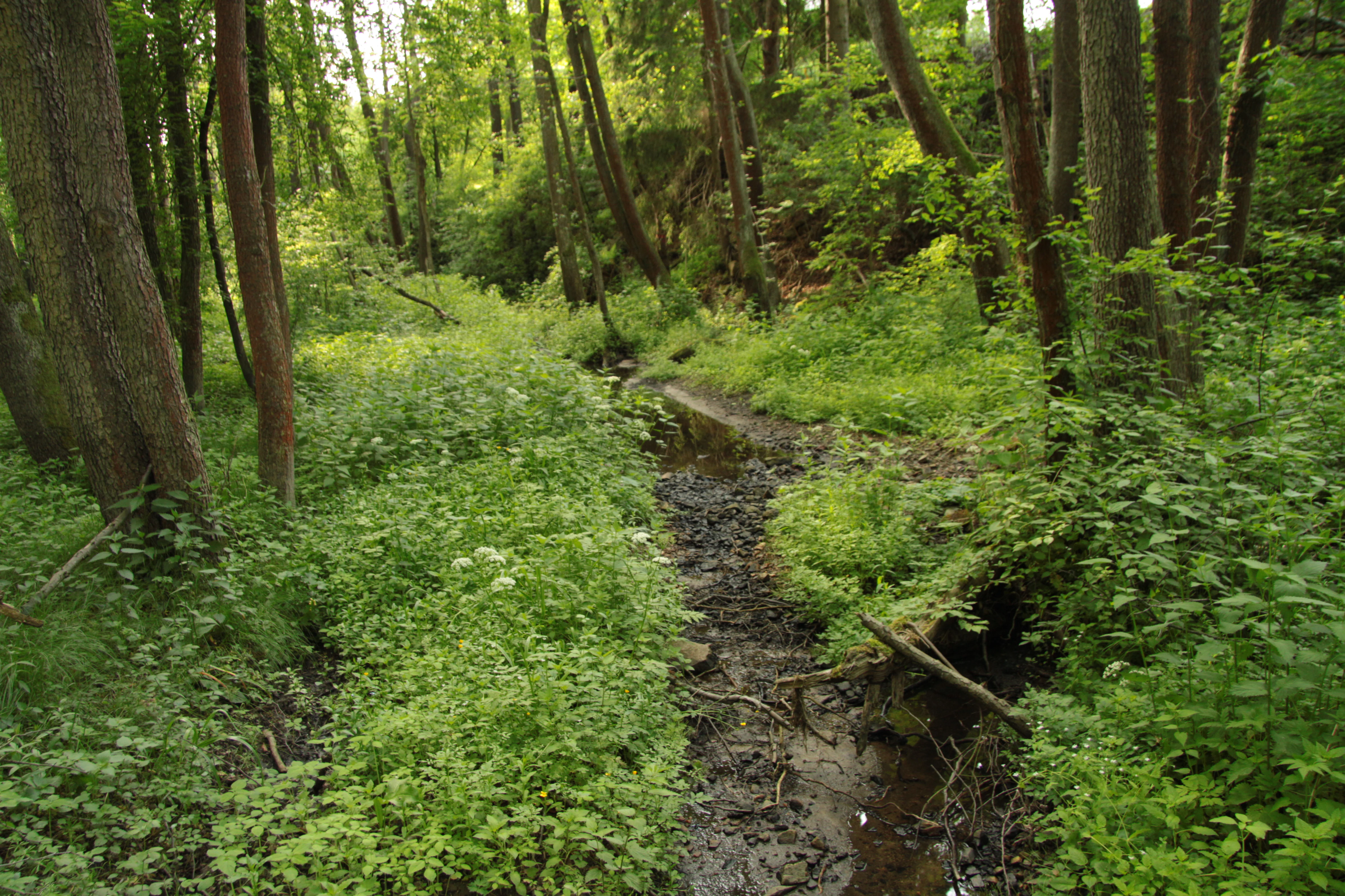 A small narrow stream flows through a lush green, tree covered landscape with dense undergrowth.