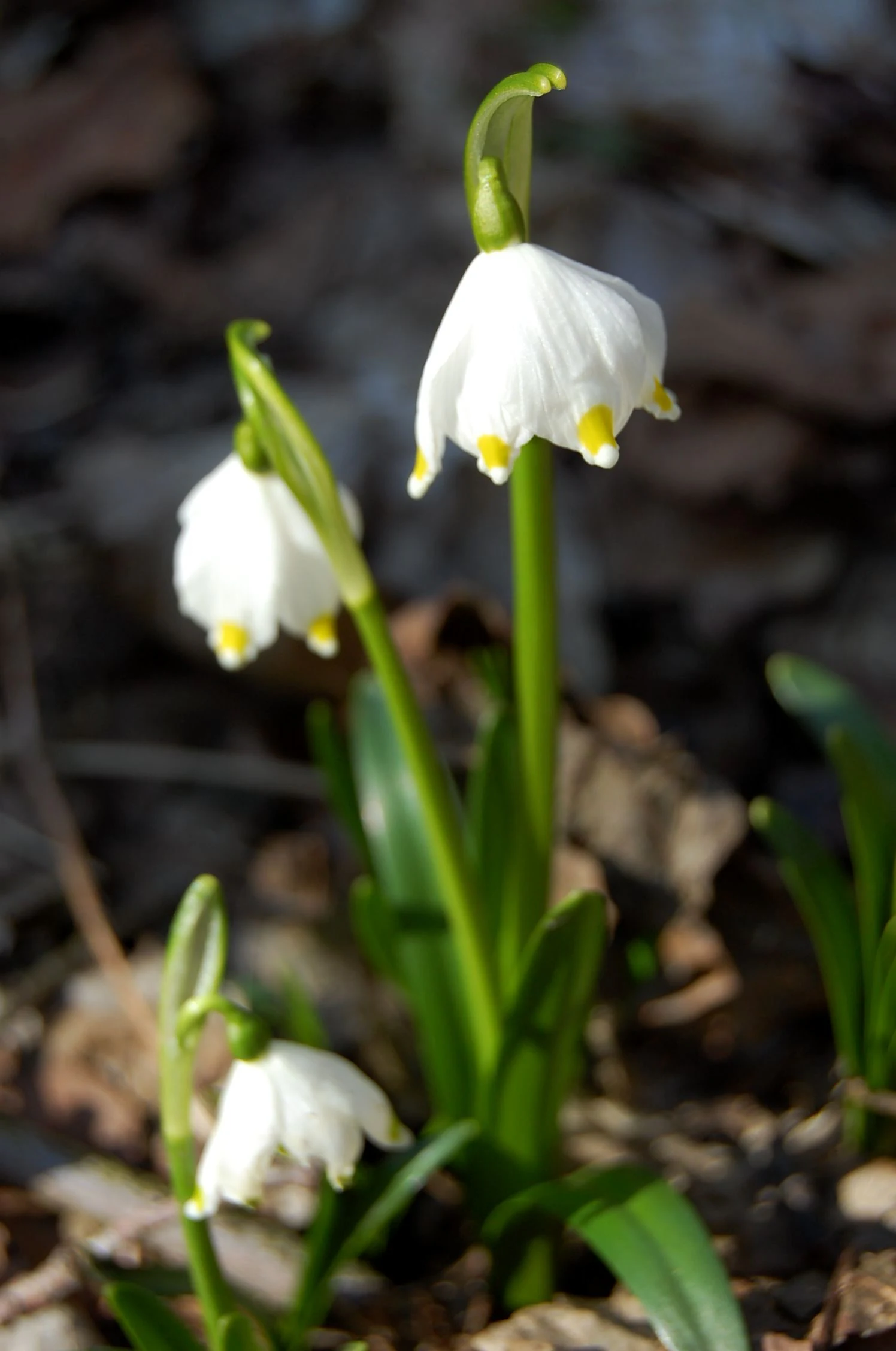 A close-up view of several spring snowflake flowers with white, bell-shaped petals featuring small yellow spots at the tips, growing from green stems among dark, fallen leaves.