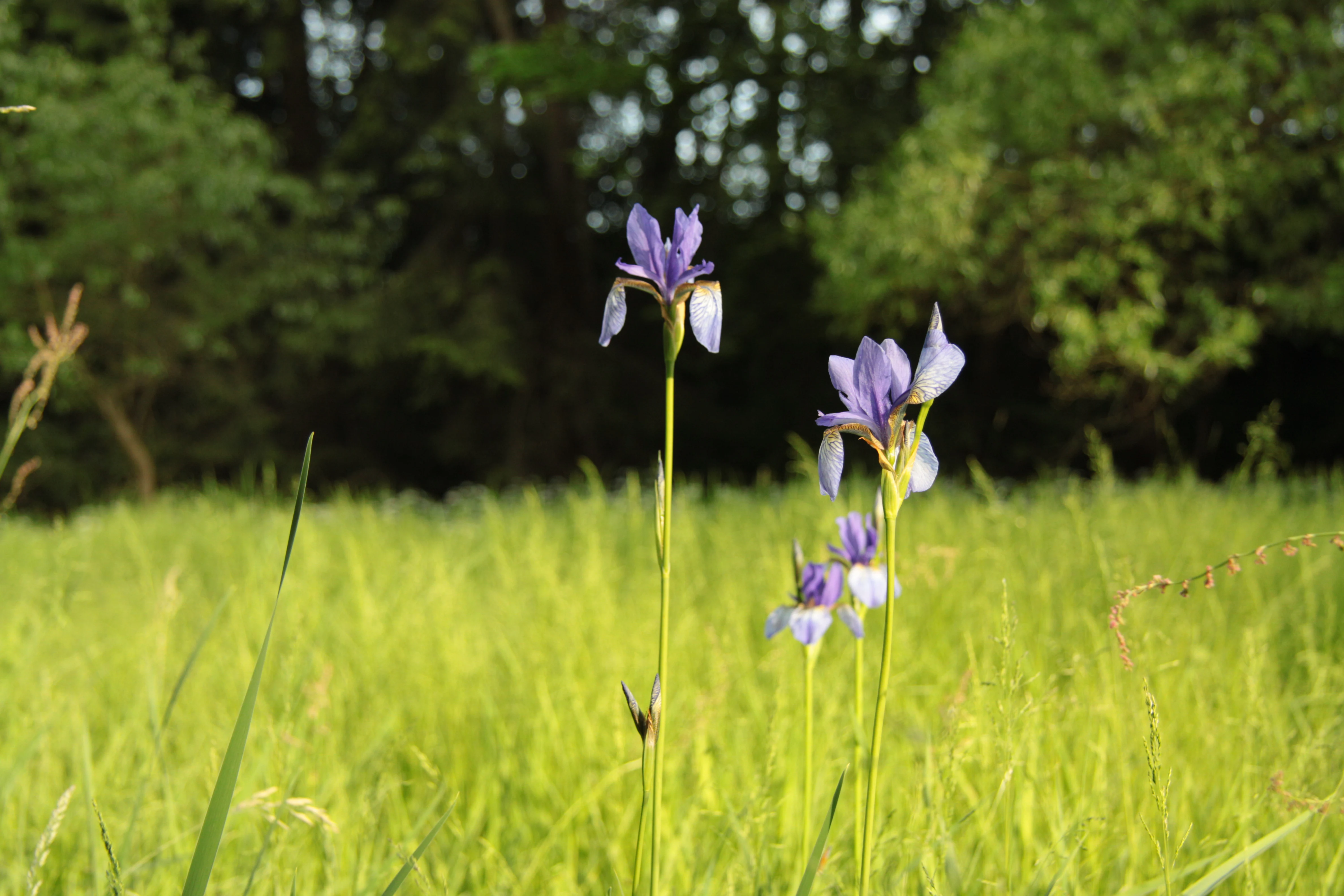 Several purple Siberian iris flowers standing in a tall green grassy meadow with trees in the blurred background.