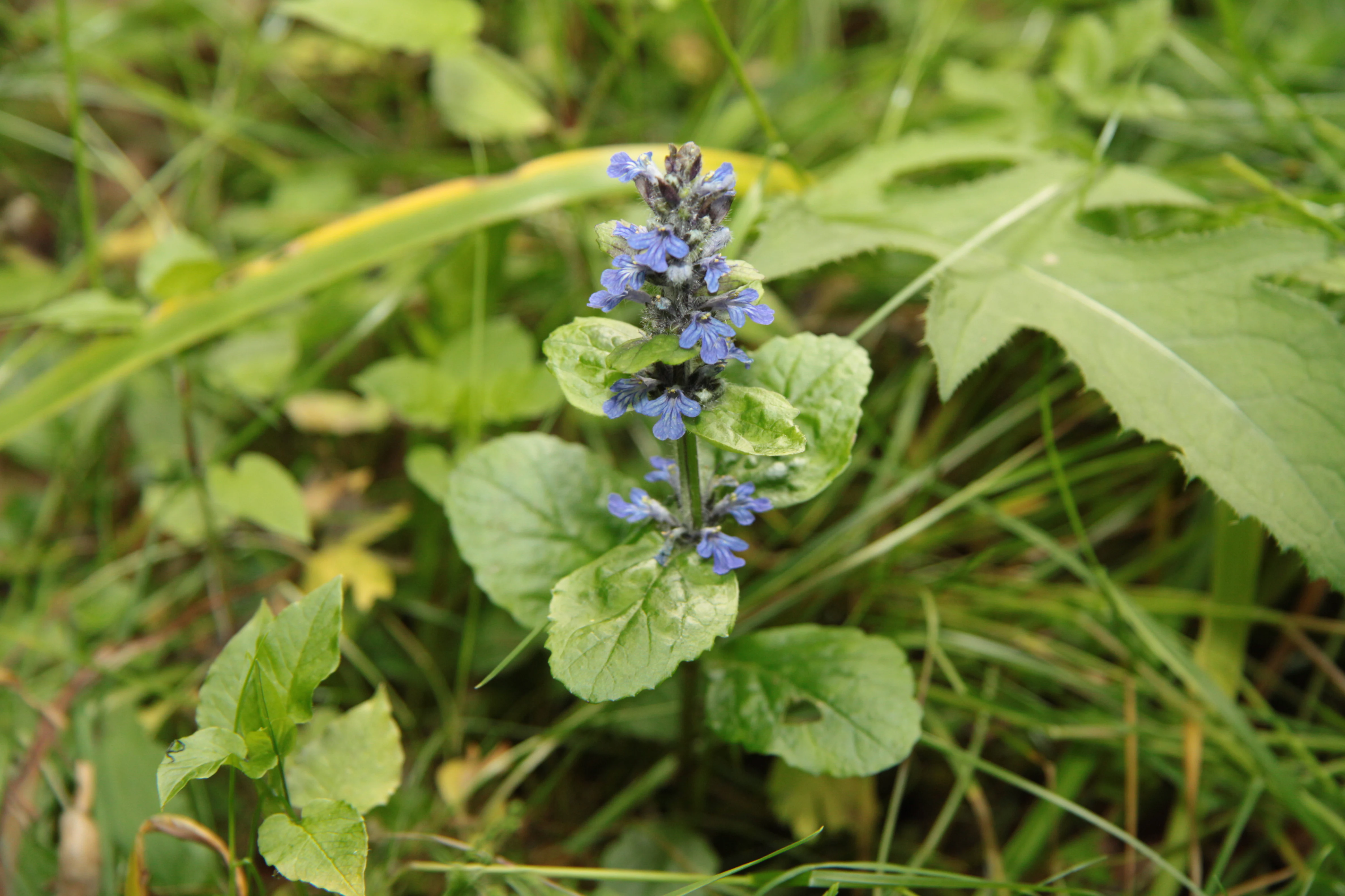 A close up view of a flowering Ajuga reptans plant with small blue flowers and green leaves growing in tall grass.
