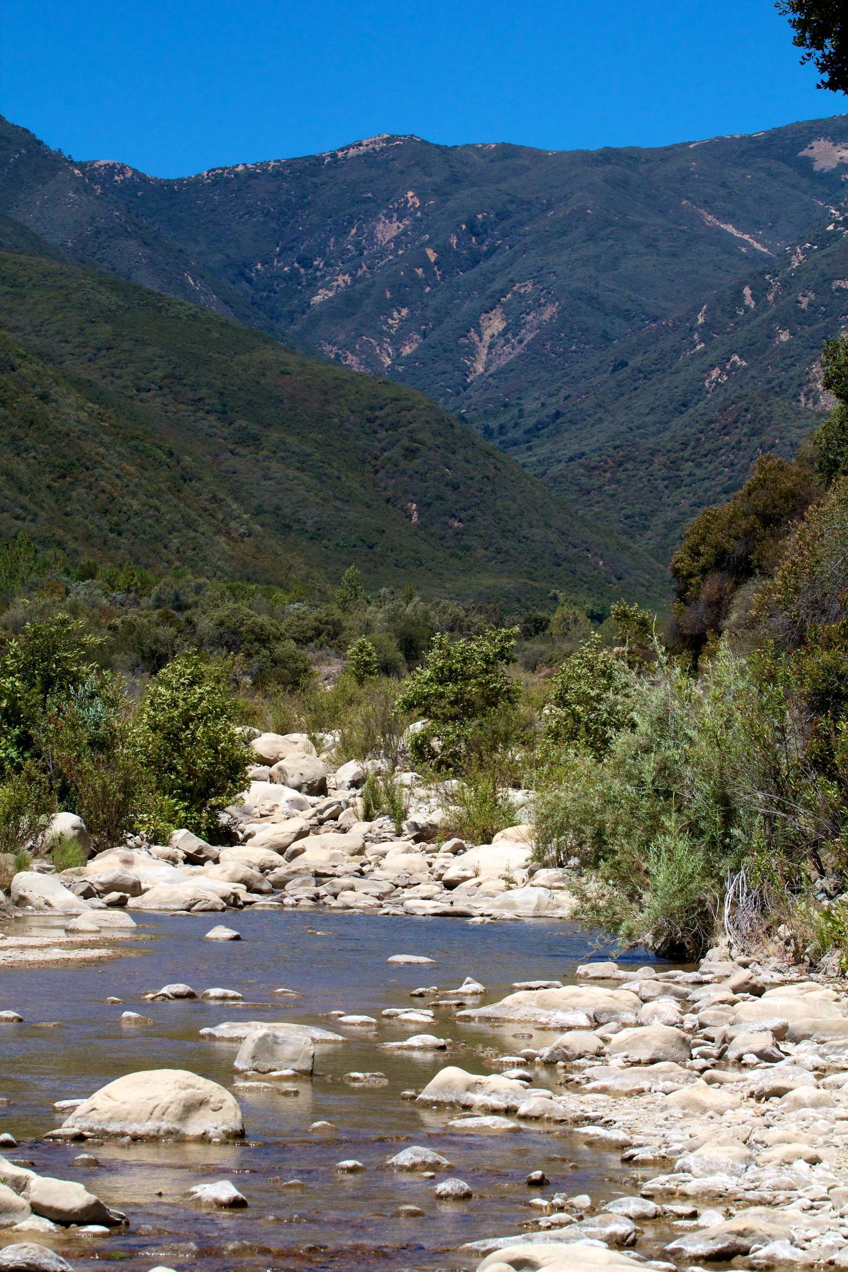 A rocky creek bed with calm water flowing between rounded stones, leading toward a steep, brush-covered mountain slope under a clear blue sky.