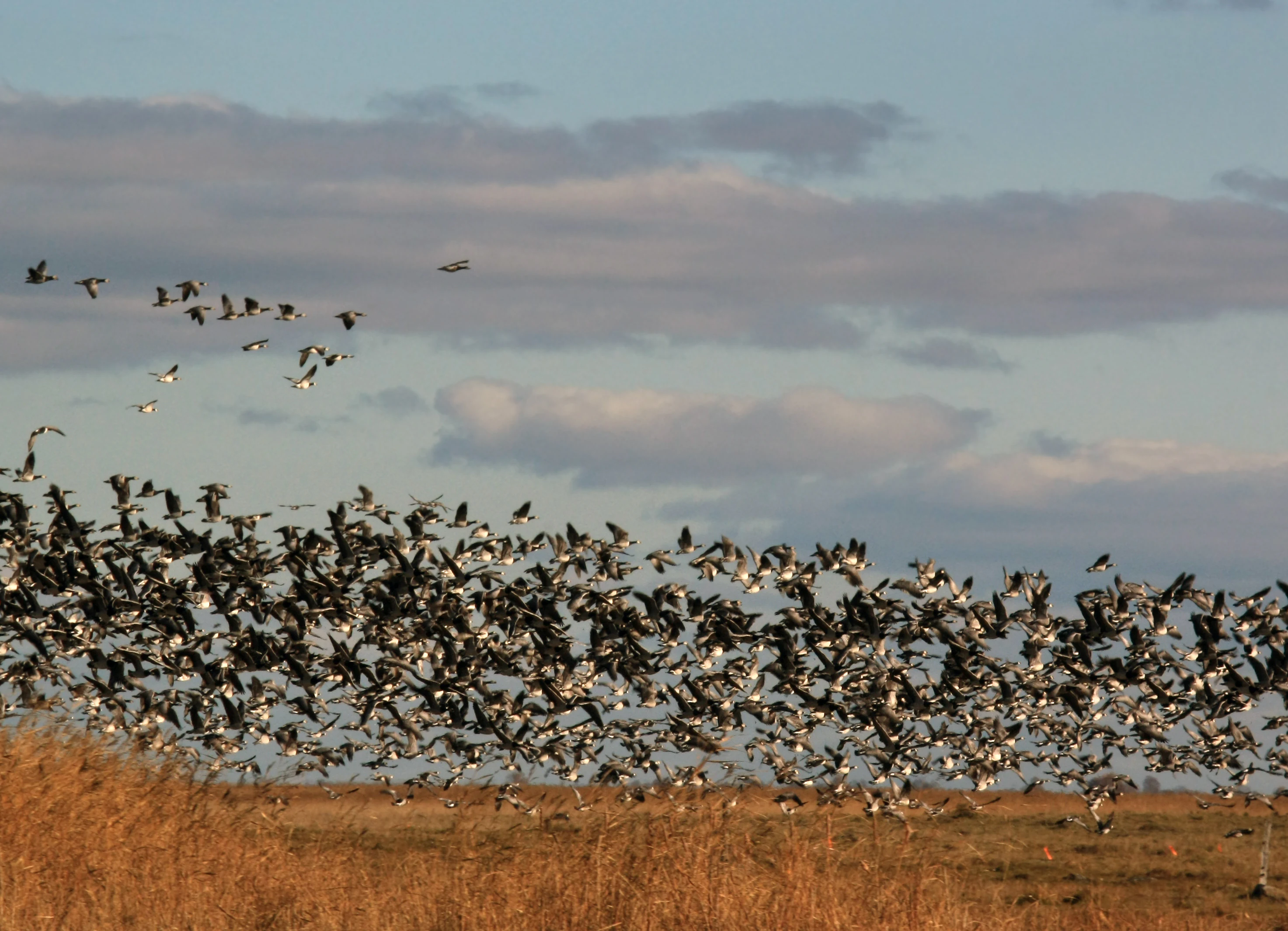 Flock of geese in flight over golden reeds under a partly cloudy sky