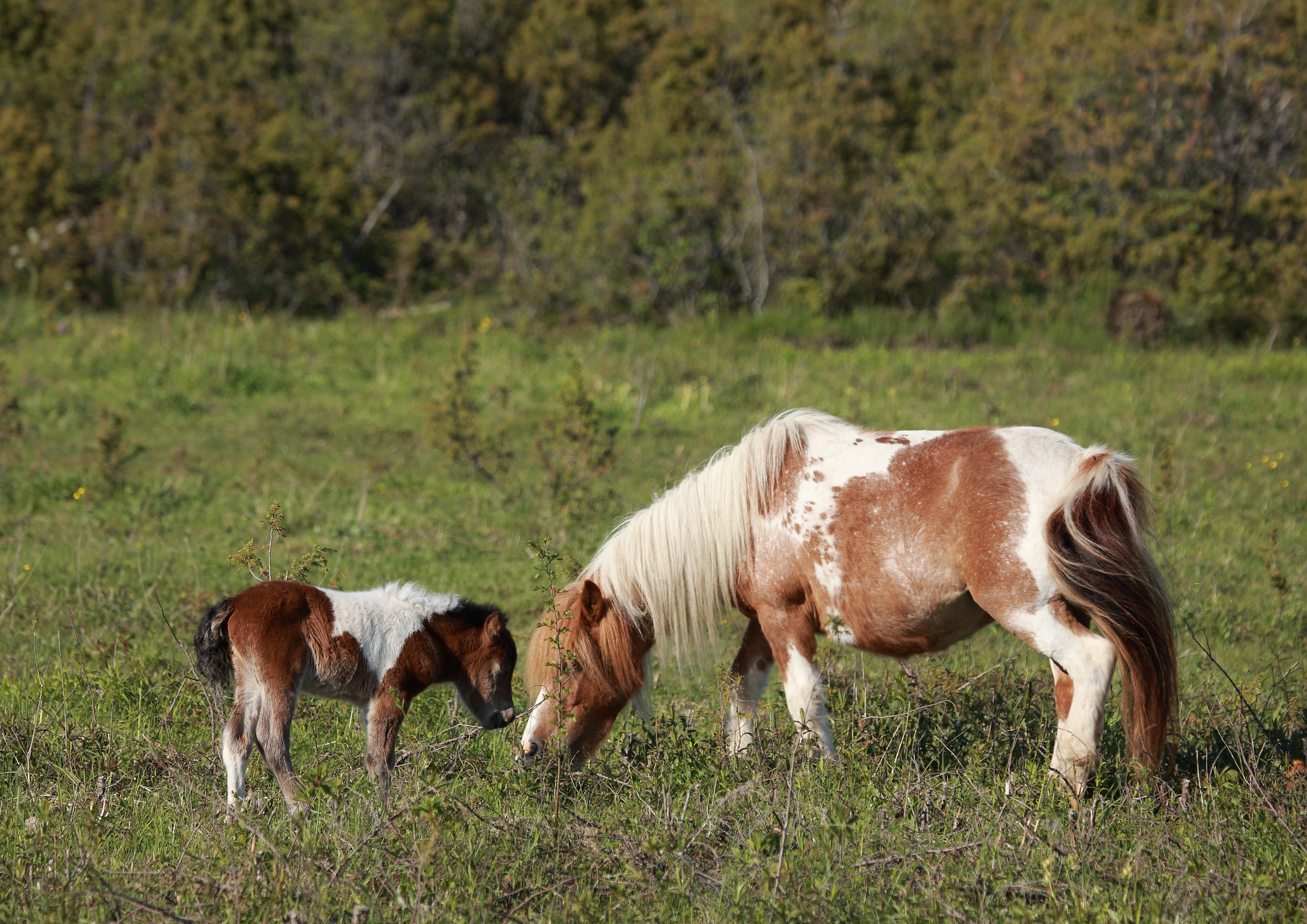 Two horses, one adult and one foal, grazing in a green field with trees in the background