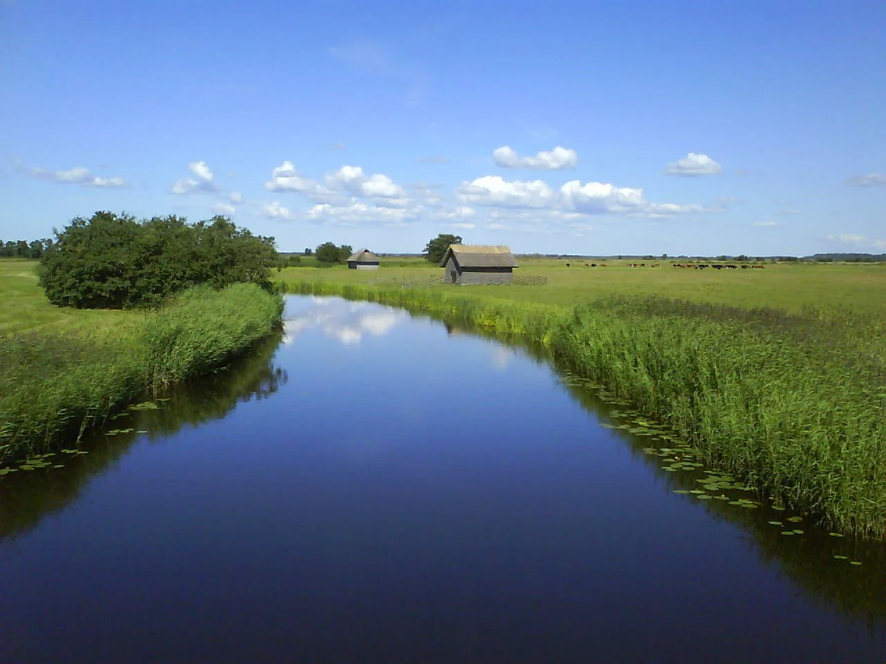 A wide river flowing through wetland vegetation with tall green reeds along both banks under a blue sky with scattered clouds