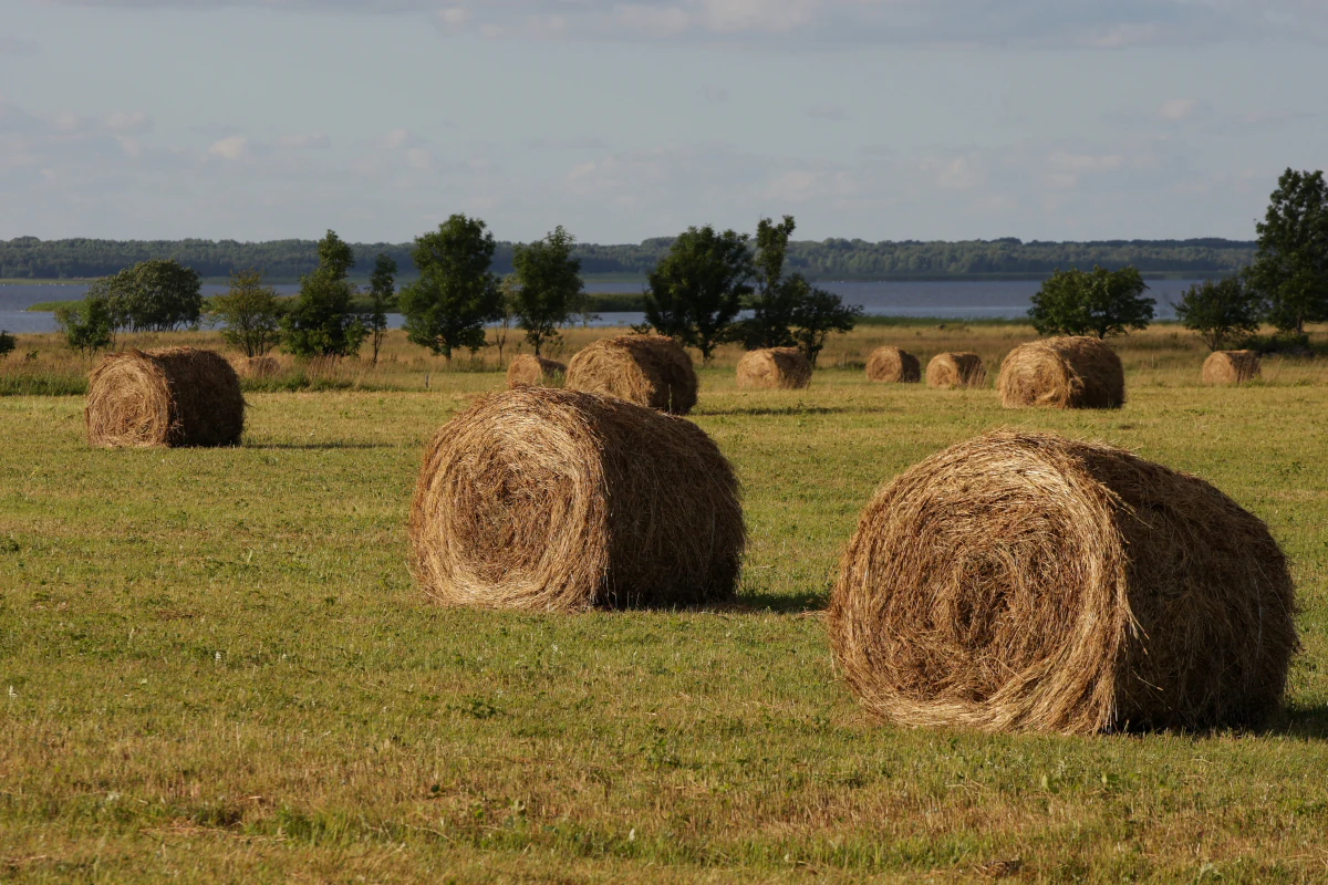 Hay bales arranged in a grassy field with trees and a body of water in the background