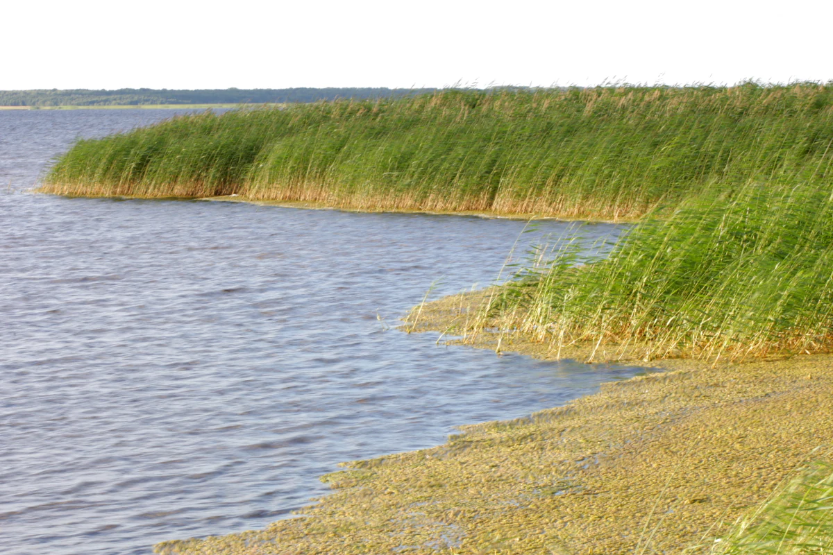 Tall reeds along the edge of a body of water with a sandy shoreline
