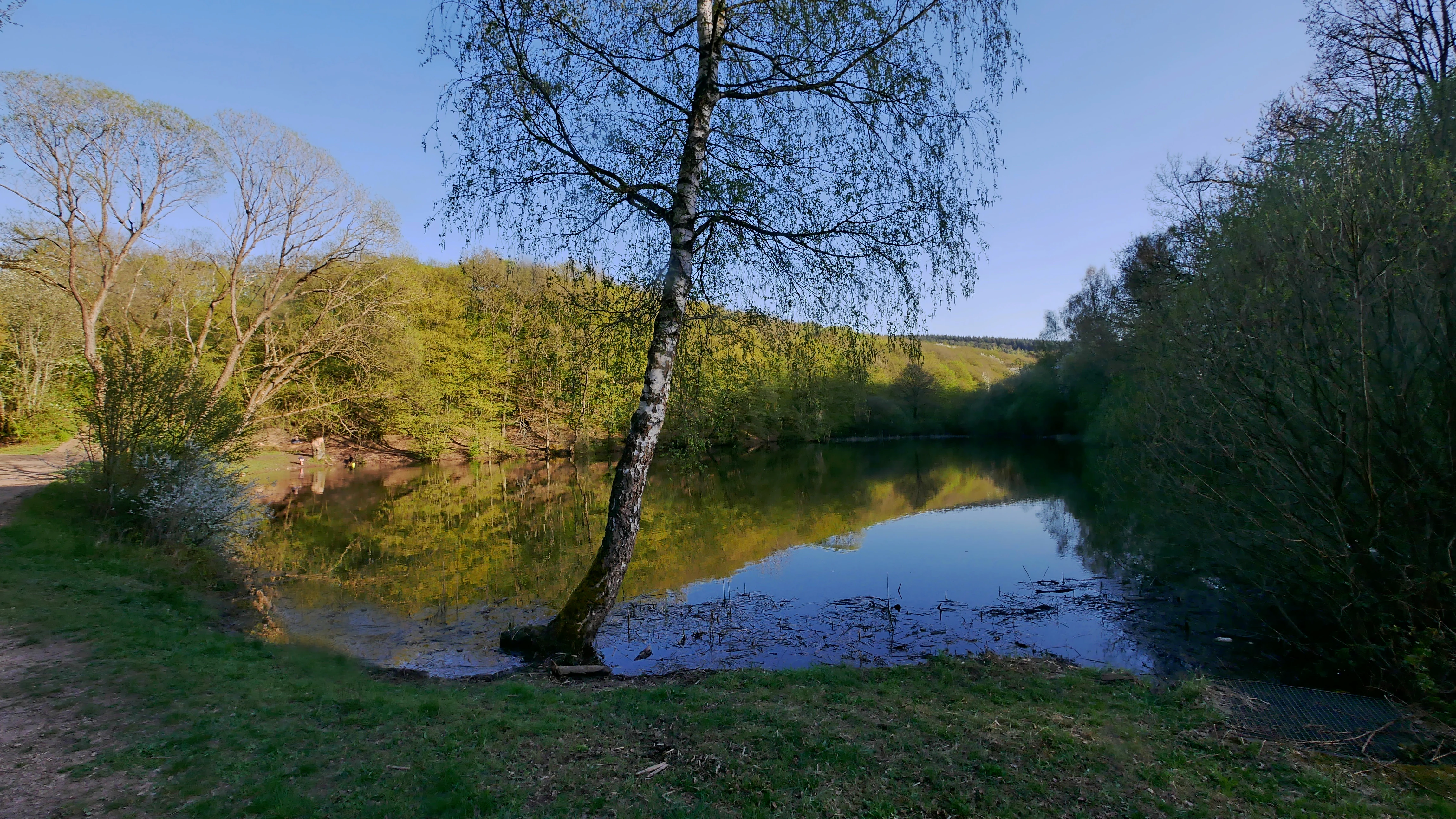 A peaceful pond surrounded by trees and green vegetation in the Mattheiser Wald nature reserve, with a thin tree standing prominently in the foreground near the water edge.