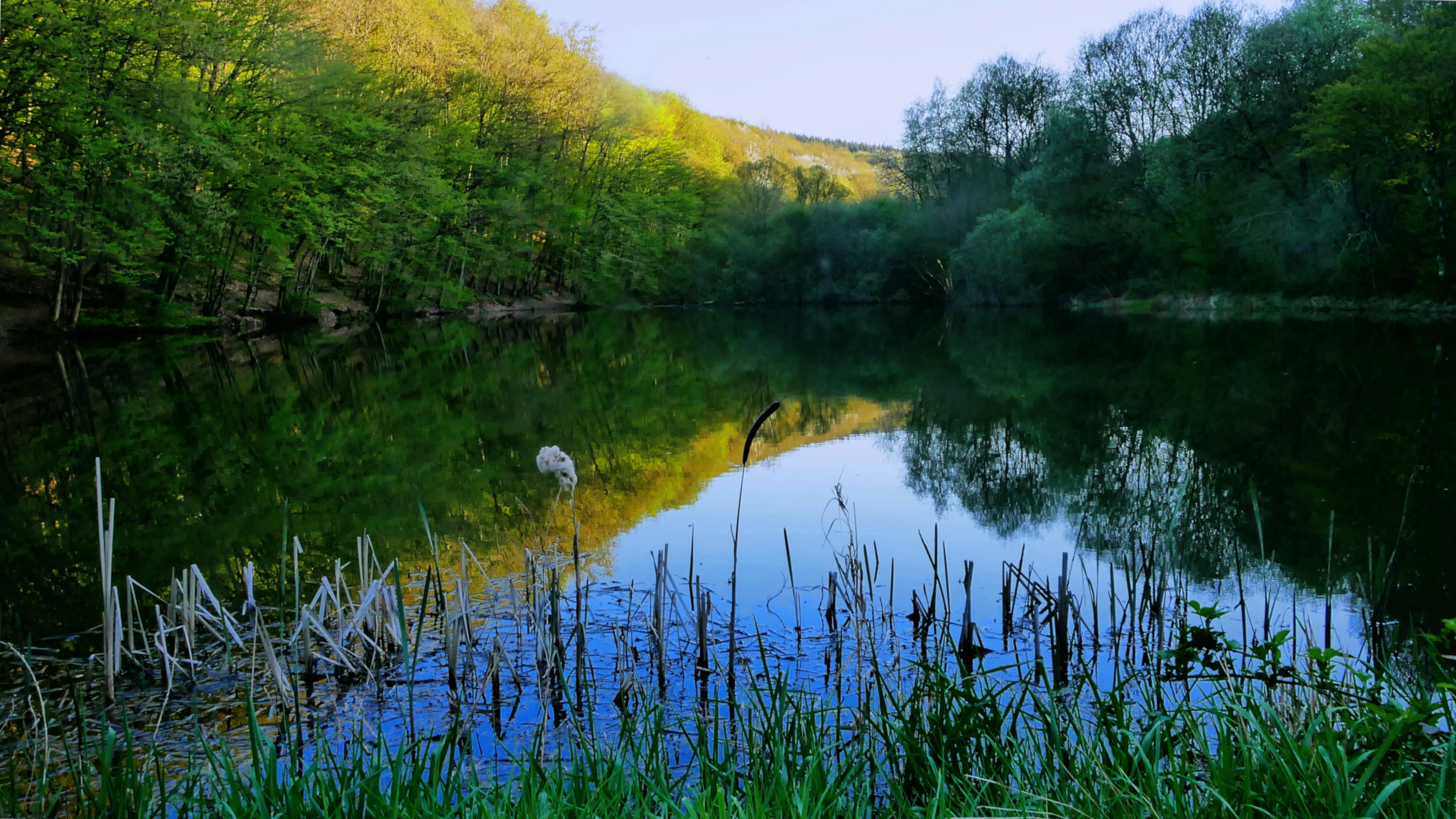A calm, reflective pond surrounded by dense, green deciduous forest on a sunny day.
