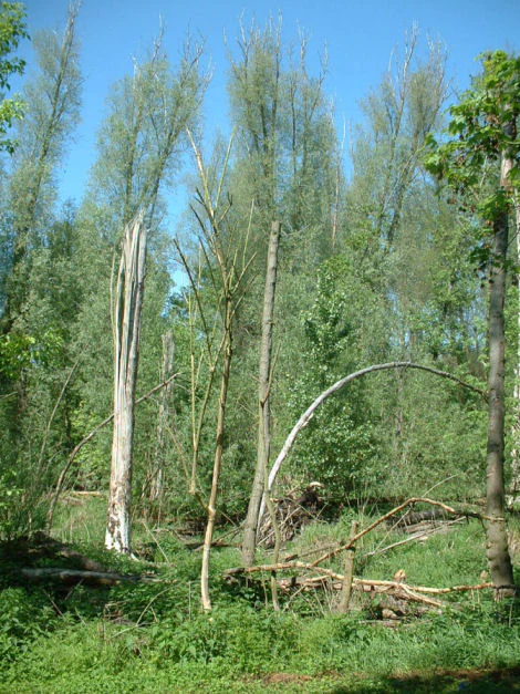 Una escena forestal soleada con árboles altos, densa maleza verde y varios troncos rotos o muertos en primer plano.