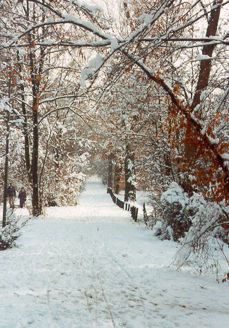 Un sendero cubierto de nieve bordeado de árboles y una valla baja de madera bajo un cielo invernal.