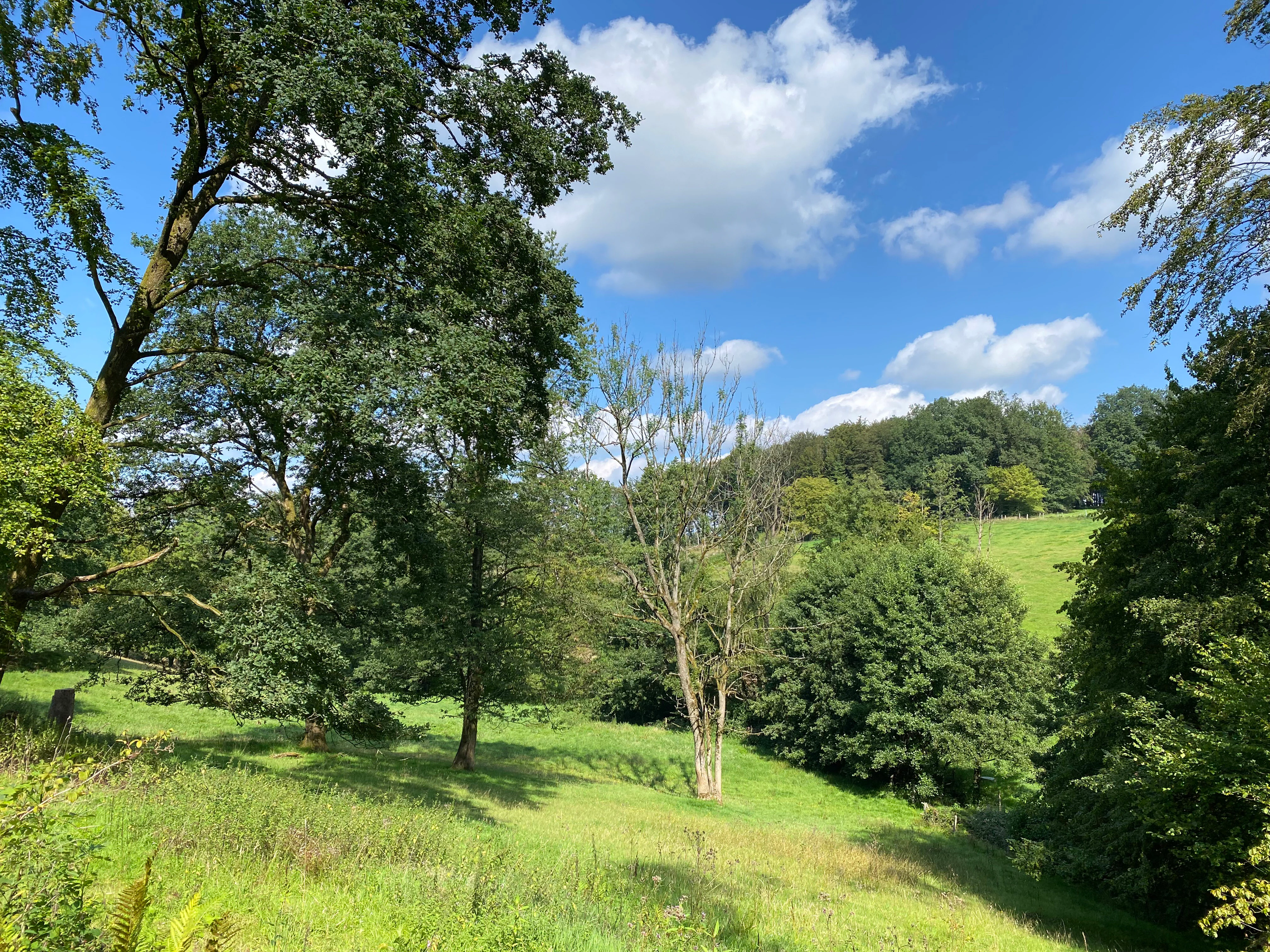 A view of a grassy, tree-lined valley under a blue sky with scattered clouds.