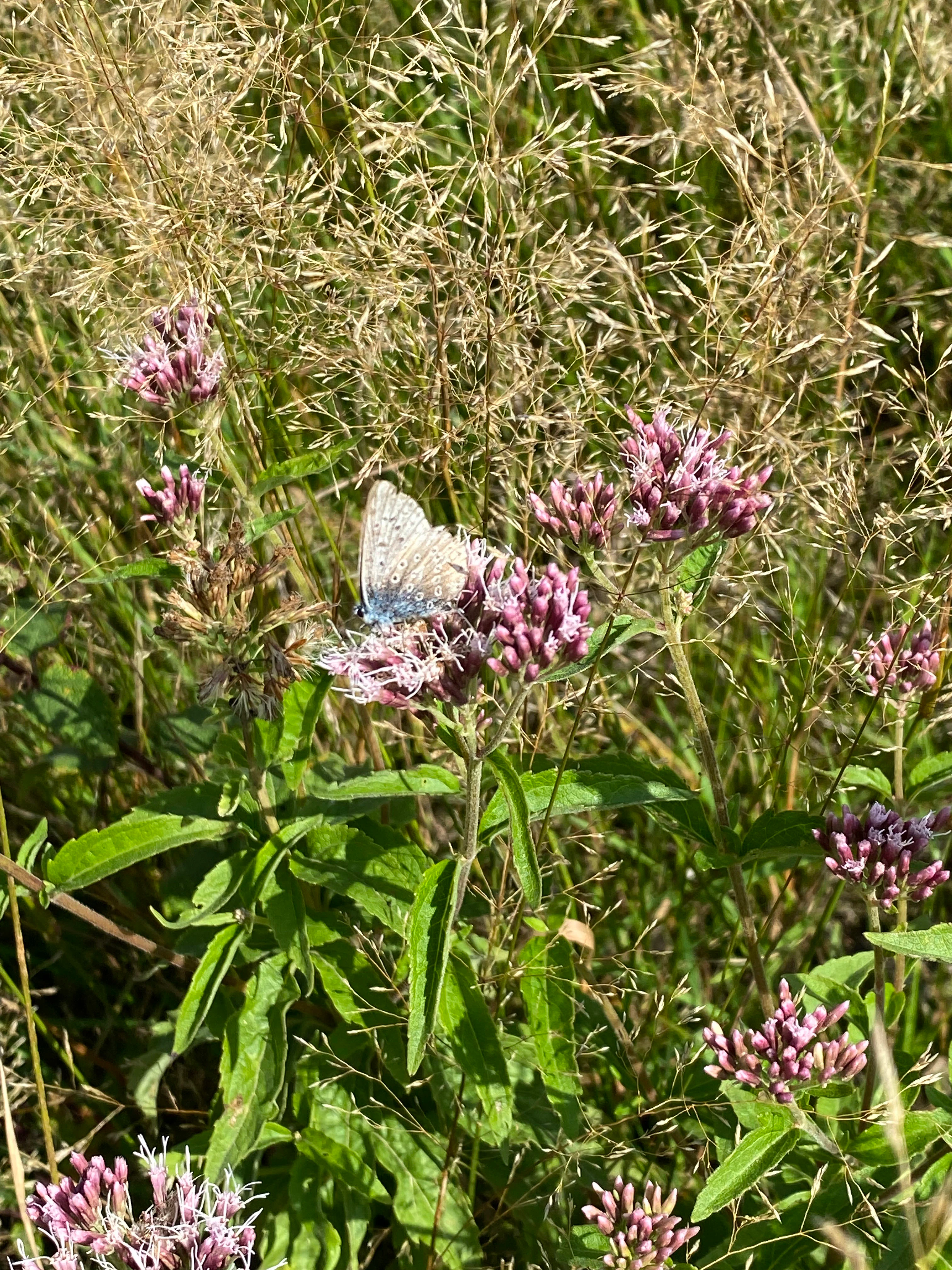 A small blue-winged butterfly with its wings folded upwards rests on a cluster of pink hemp-agrimony flowers surrounded by tall grasses.
