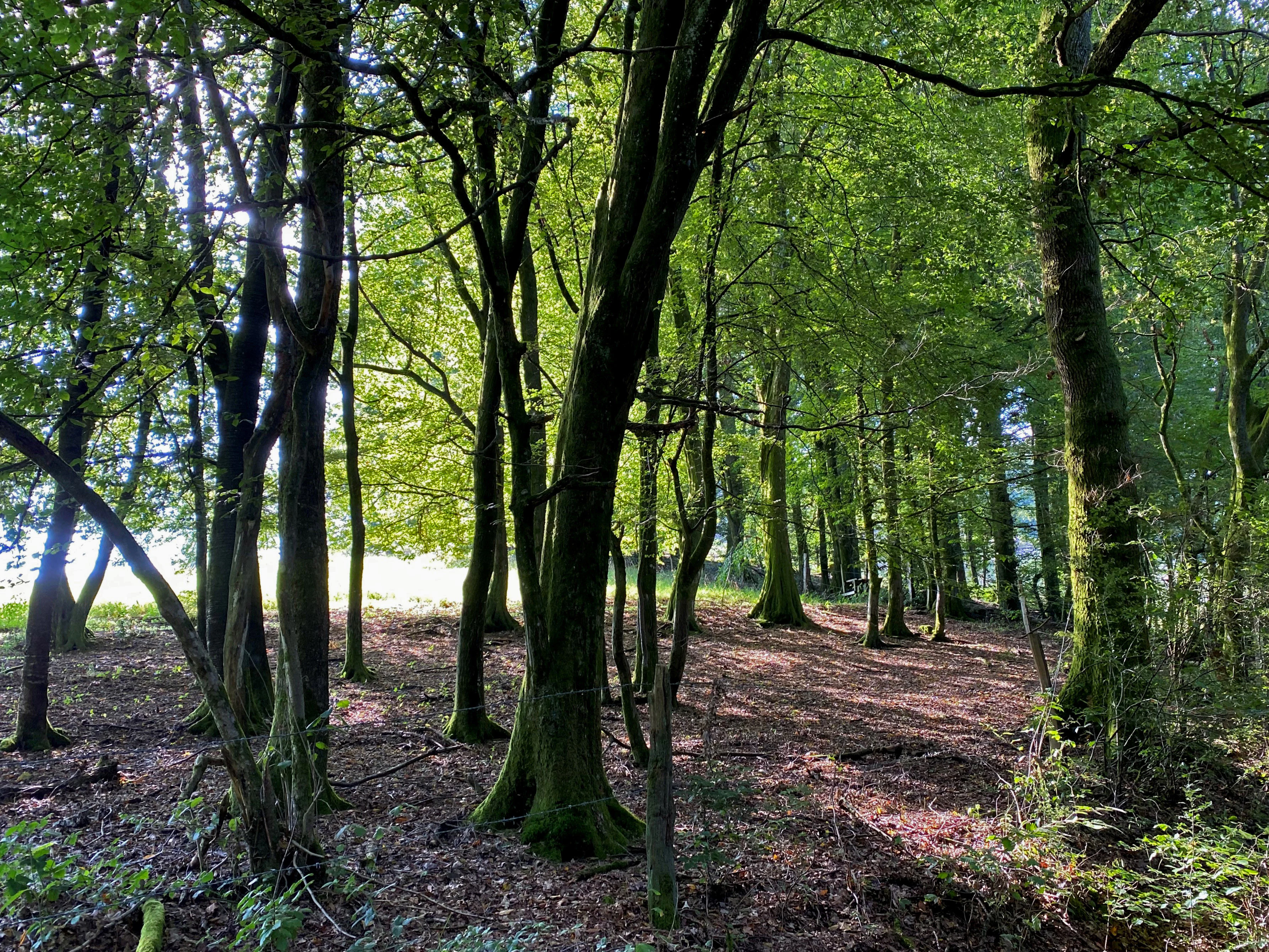 A view through a grove of mature beech trees with mossy trunks and a sunlit clearing in the background.