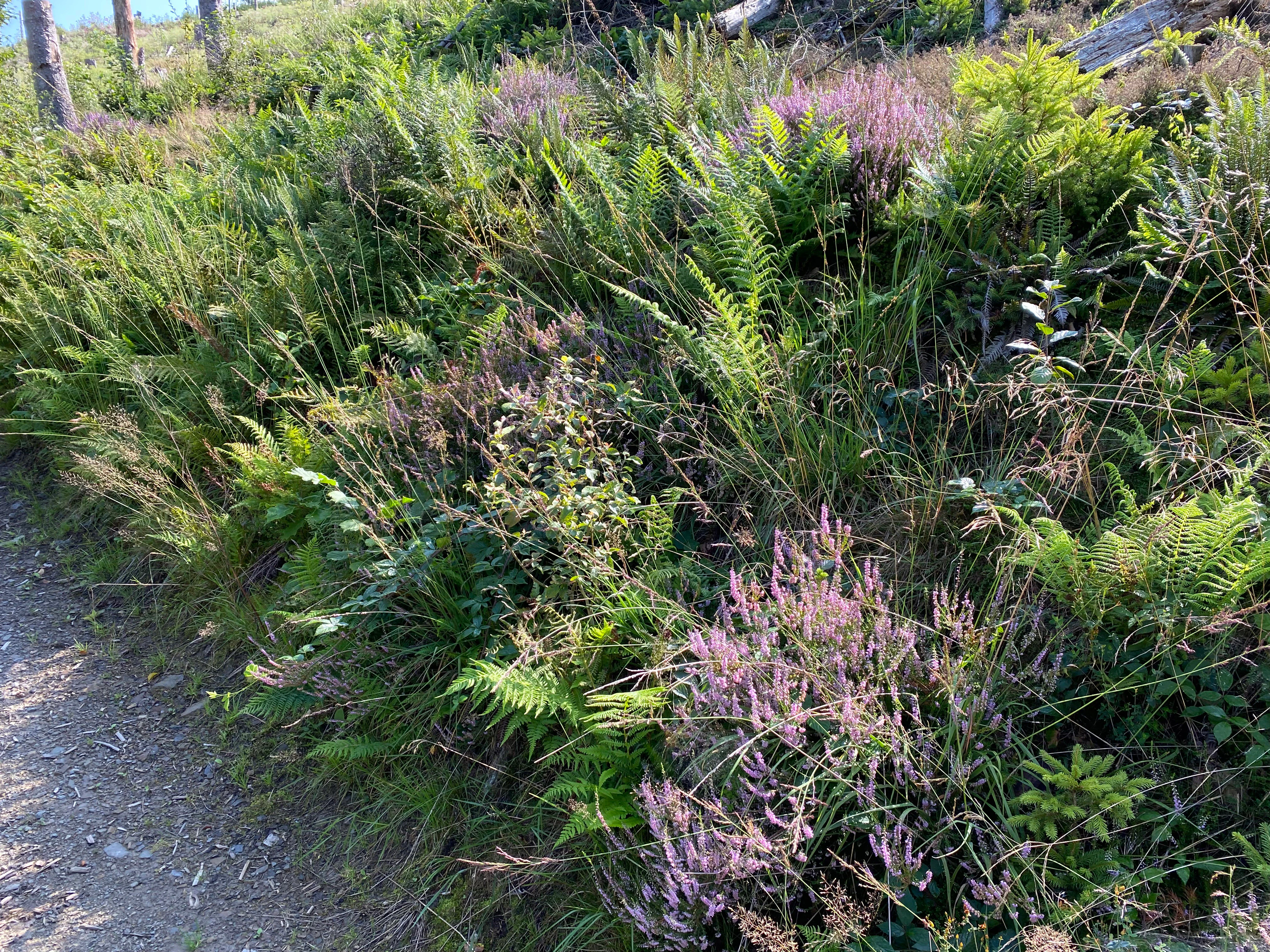 A close-up view of wild purple heather and green ferns growing on a hillside beside a gravel hiking trail.