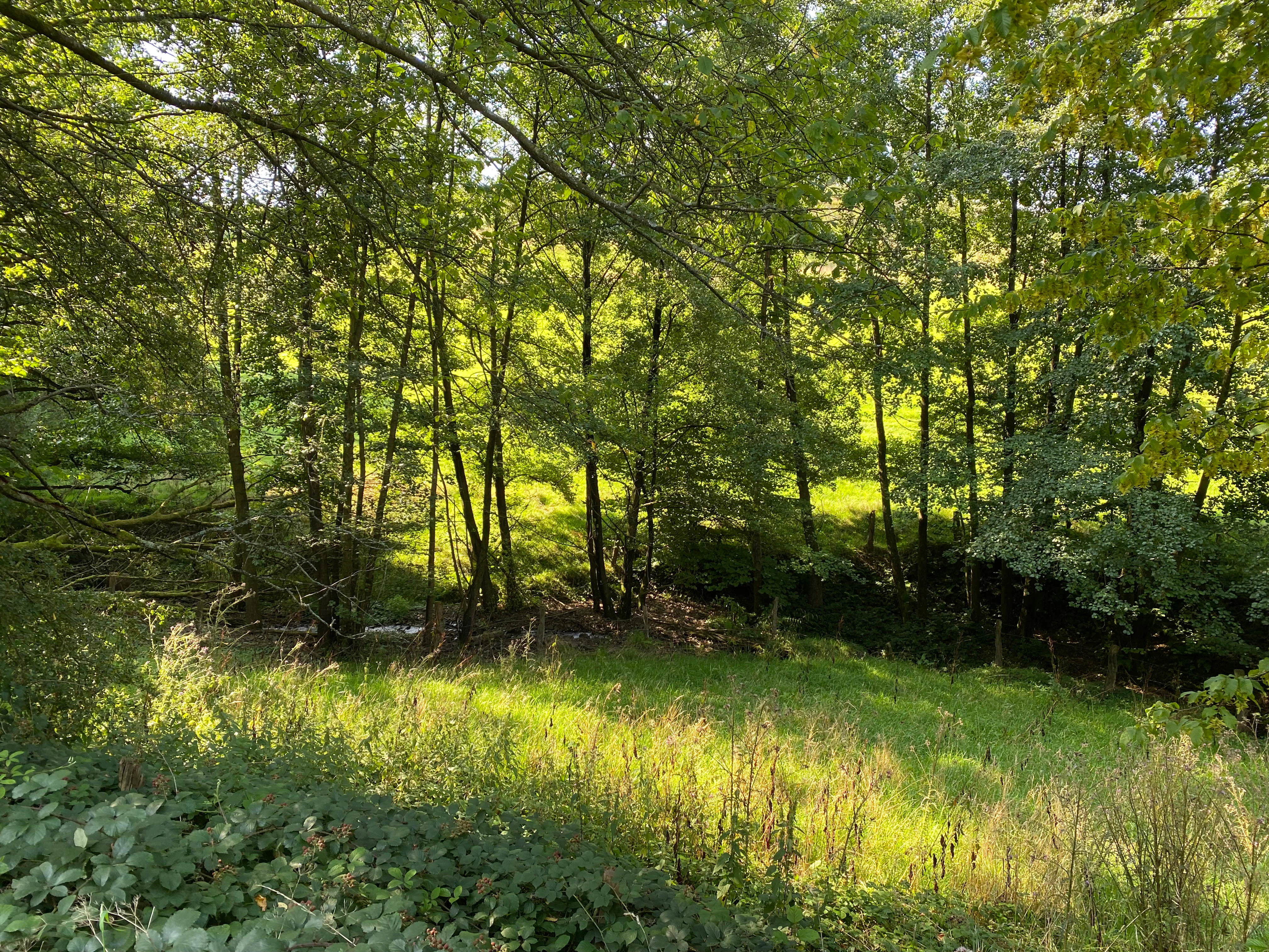 A green, sun-dappled forest scene featuring a small stream running through dense, deciduous woodland in the Mausbachtal nature reserve.