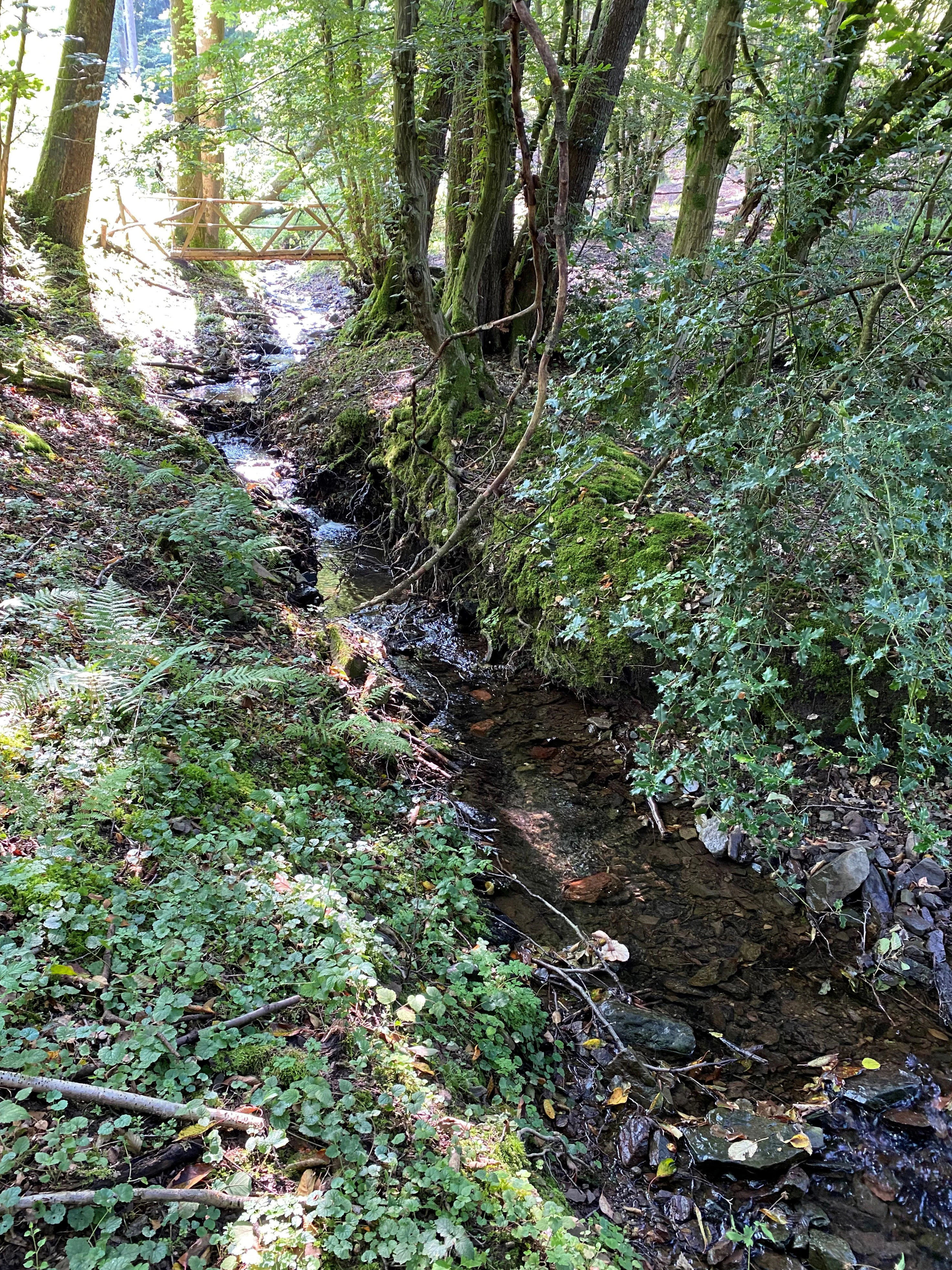 A narrow forest stream flows through a shaded ravine, surrounded by trees, ferns, and mossy banks, with a small wooden footbridge visible in the background.