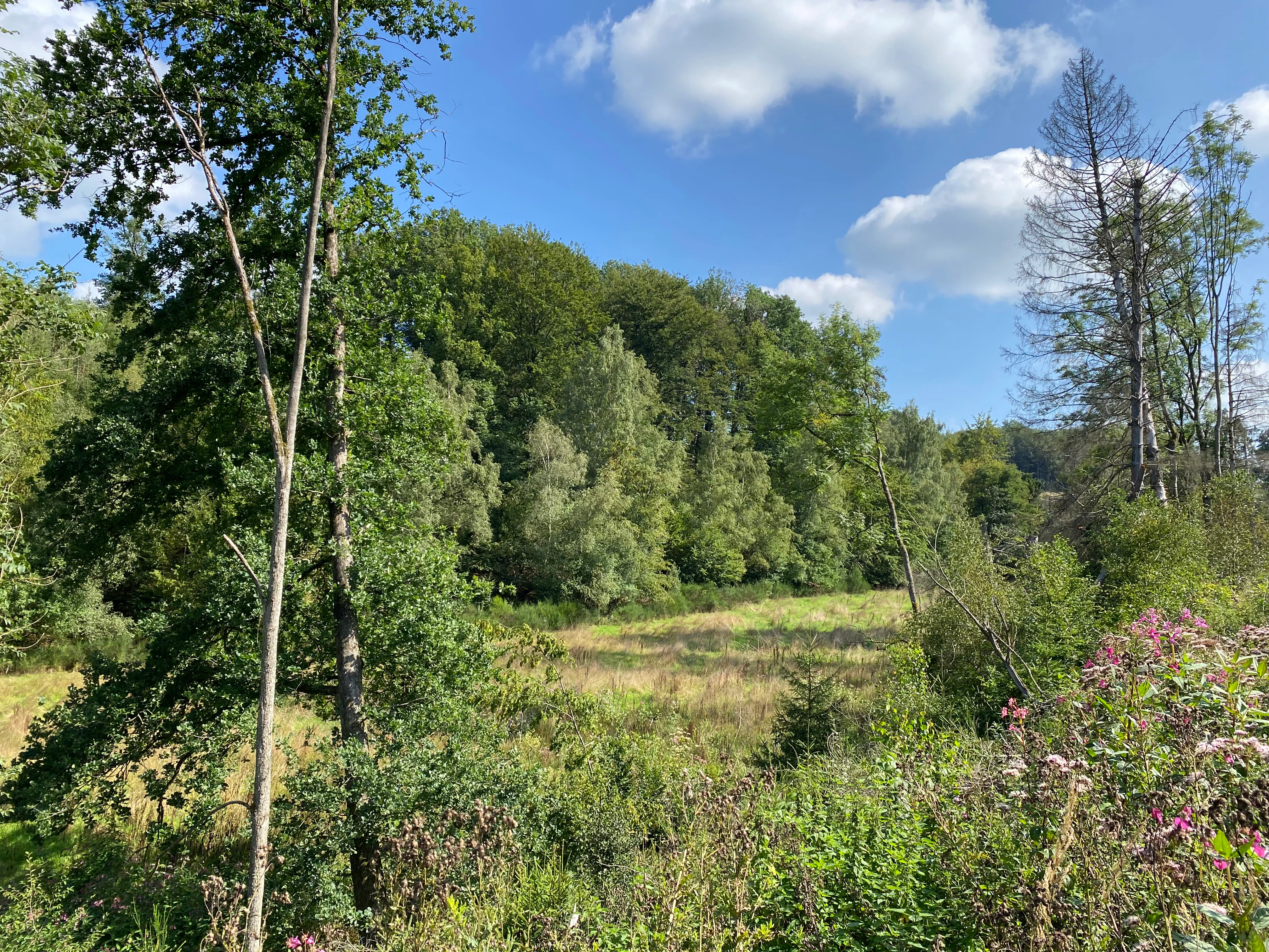 A sunny, scenic view of a nature reserve valley with dense green deciduous trees, a central meadow, and a clear blue sky with white clouds.
