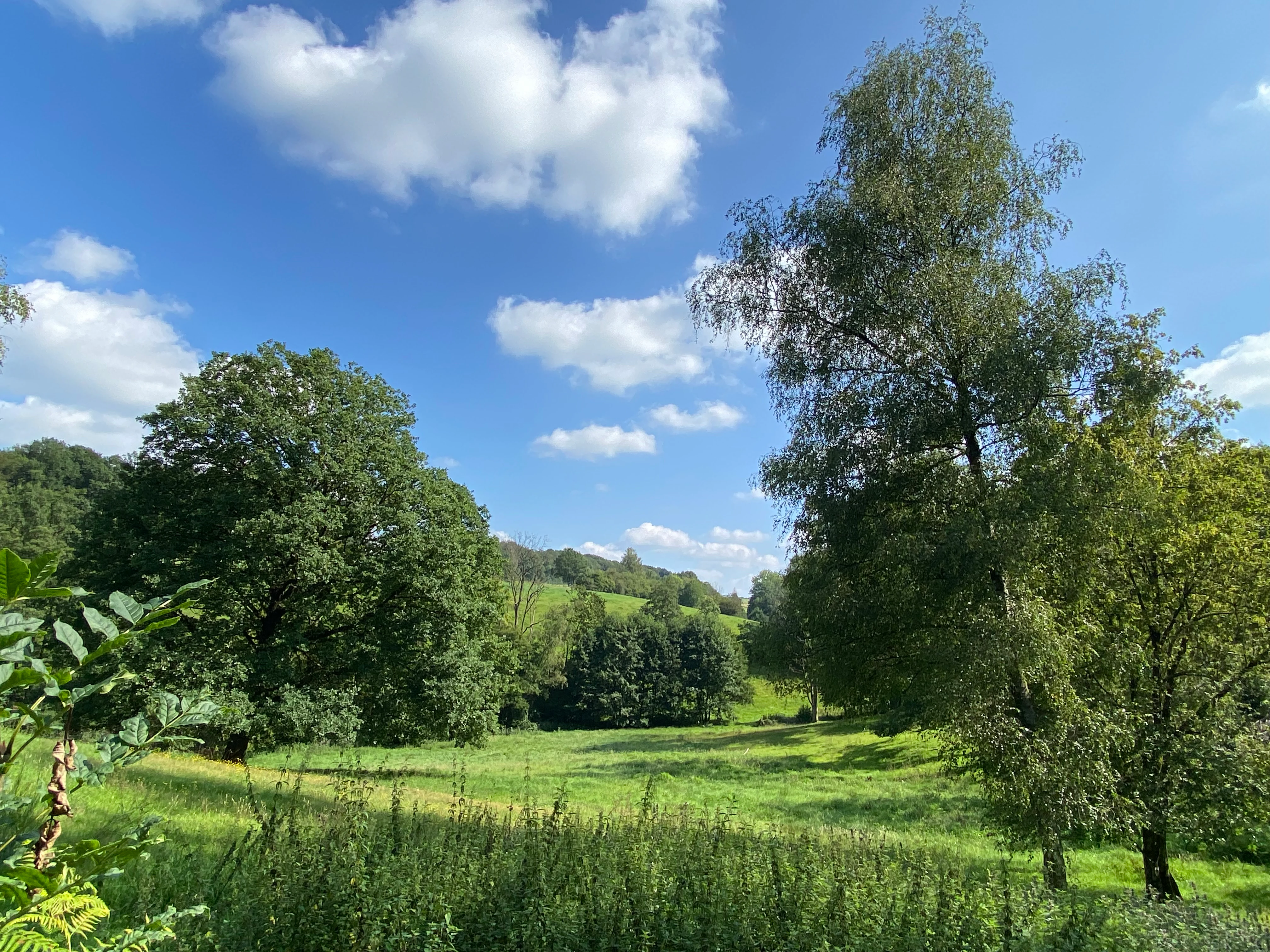 A wide view of a bright green meadow in the Mausbachtal nature reserve with large deciduous trees, lush foreground vegetation, and a blue sky with scattered clouds.