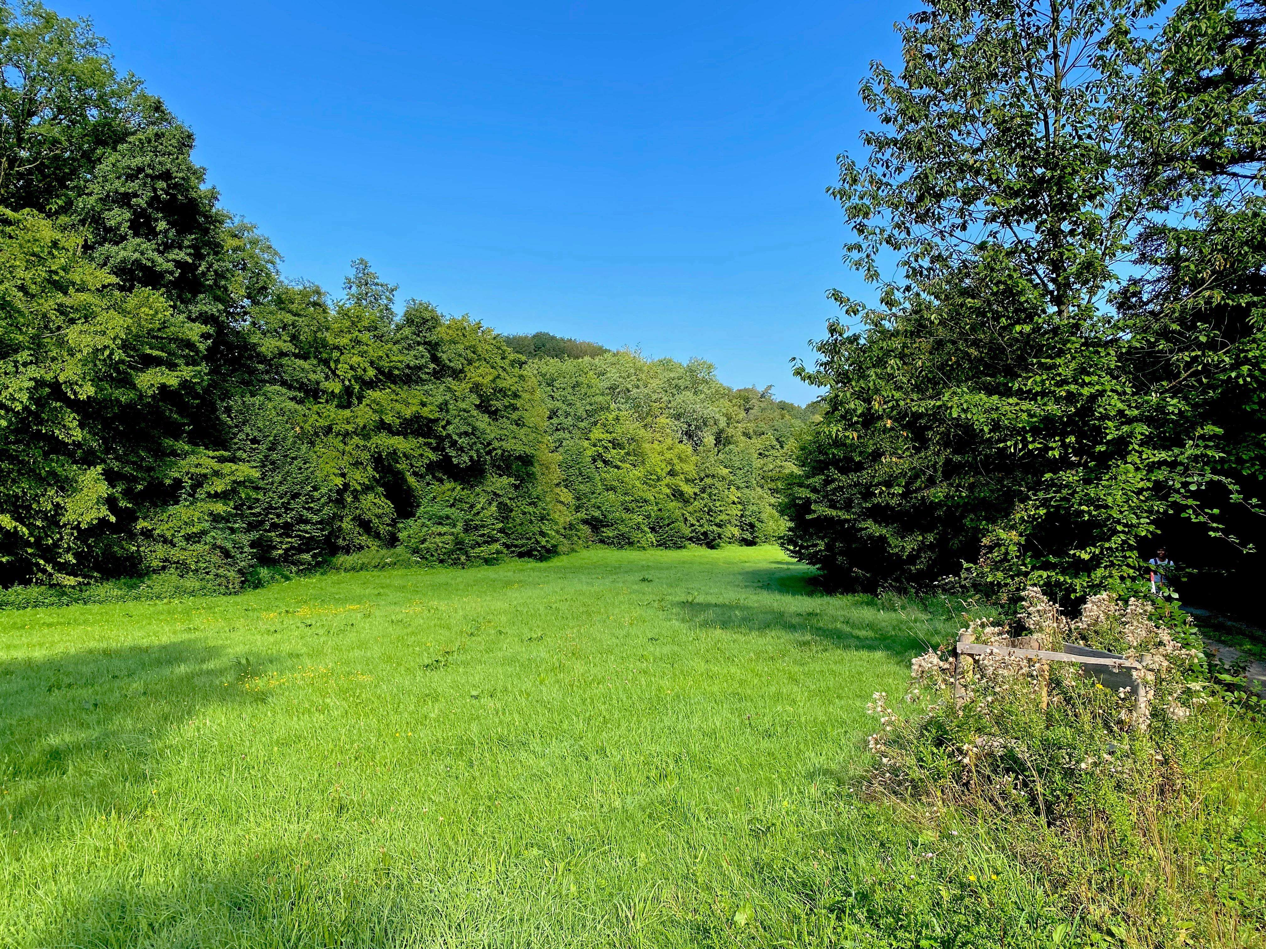 A wide shot of a green, grassy meadow surrounded by dense deciduous forest under a clear blue sky, with a small rustic wooden fence in the foreground.