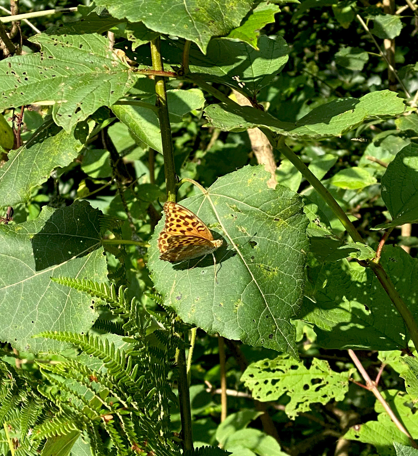 A brown and orange patterned butterfly resting on a large green leaf surrounded by dense foliage in a forest setting.