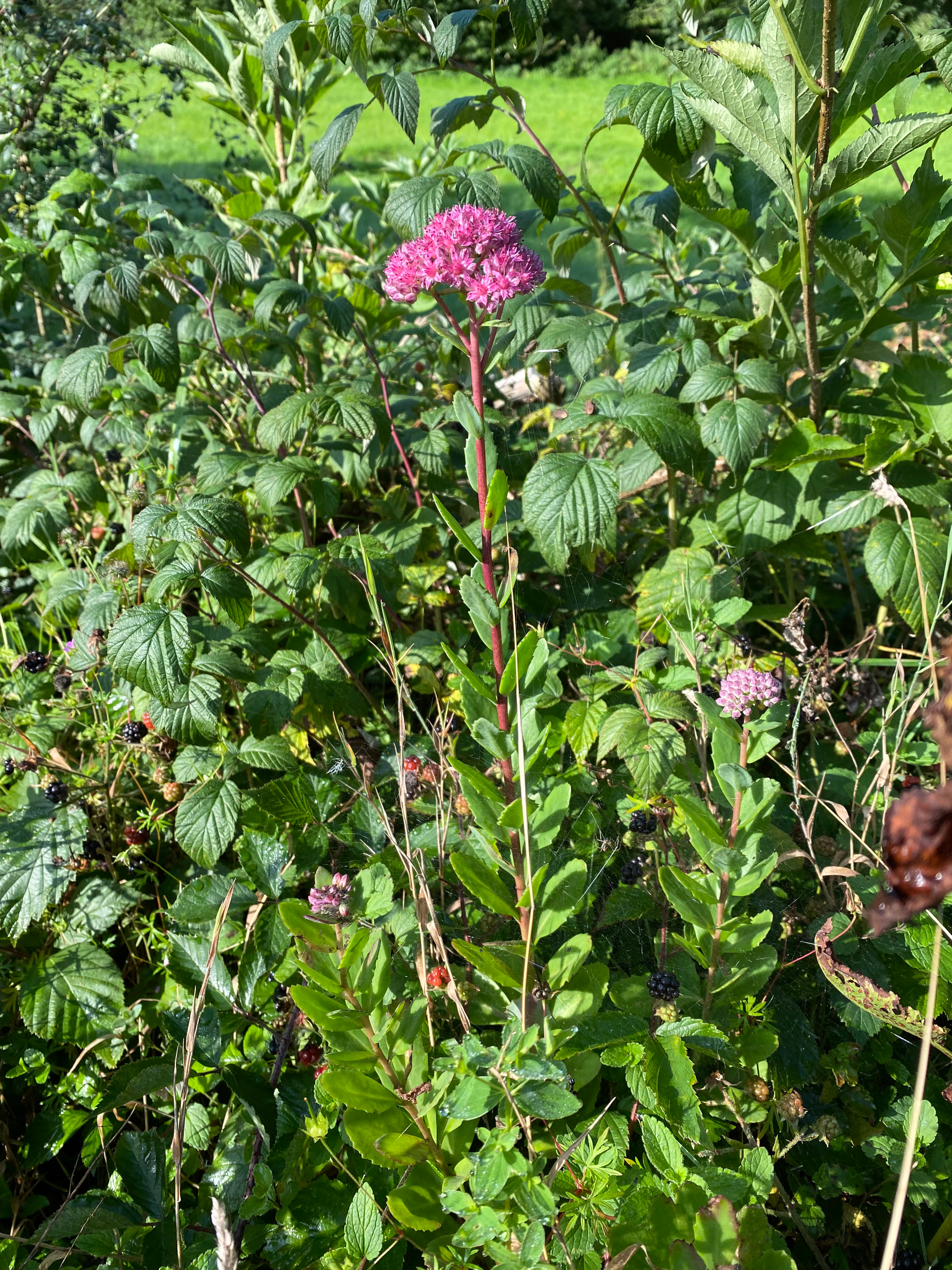 A close-up vertical shot of a pinkish-purple flowering Sedum plant standing amidst green leafy shrubs and wild blackberry bushes.