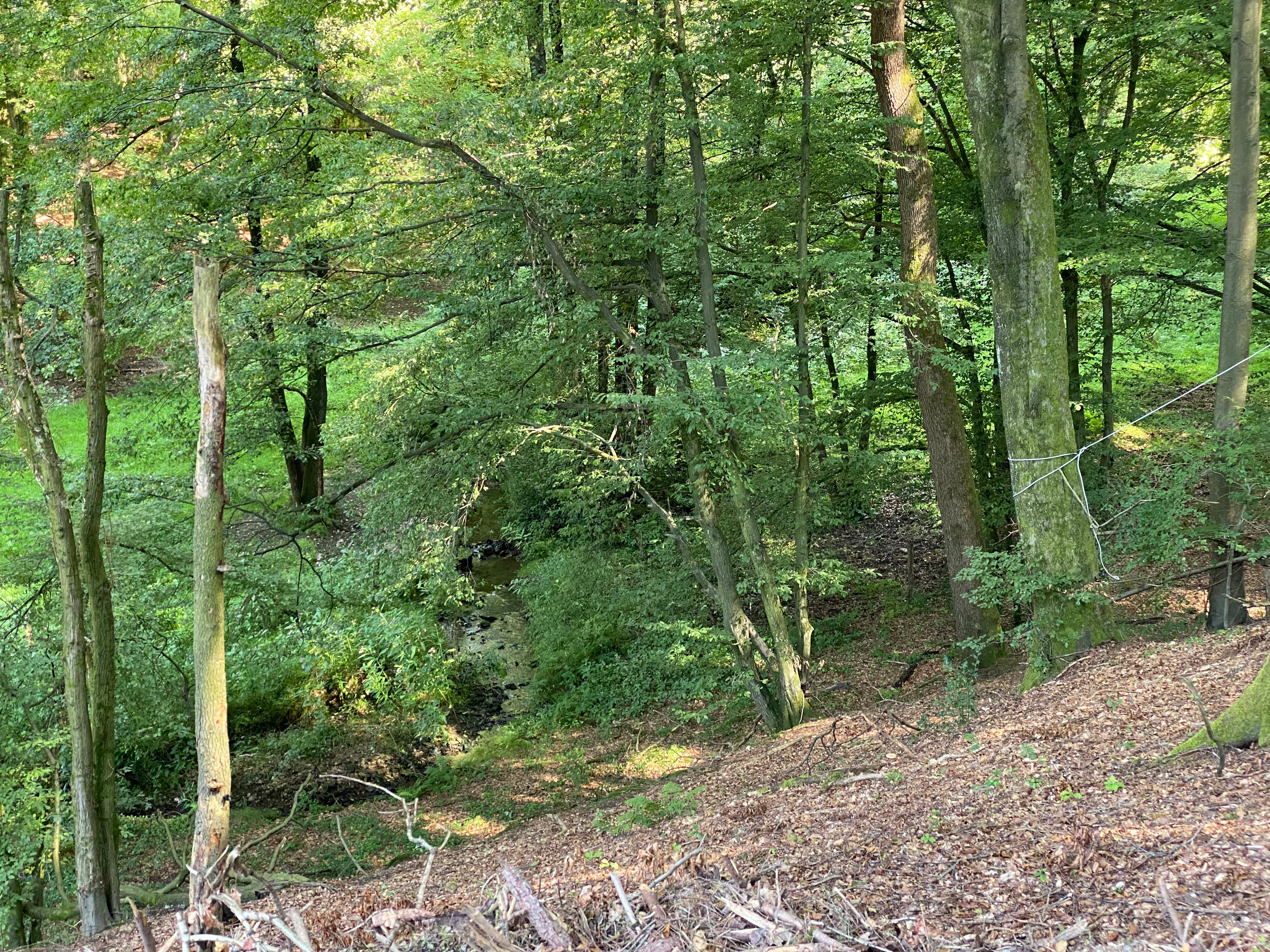 A small stream flows through a lush, green deciduous forest with leafy trees and a sloped, leaf-covered forest floor.