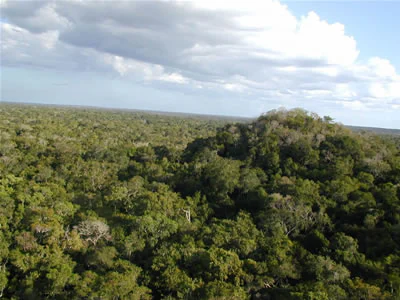 A wide aerial view showing a dense green forest canopy with a large, tree-covered mound identified as the El Tigre pyramid in the center-right.
