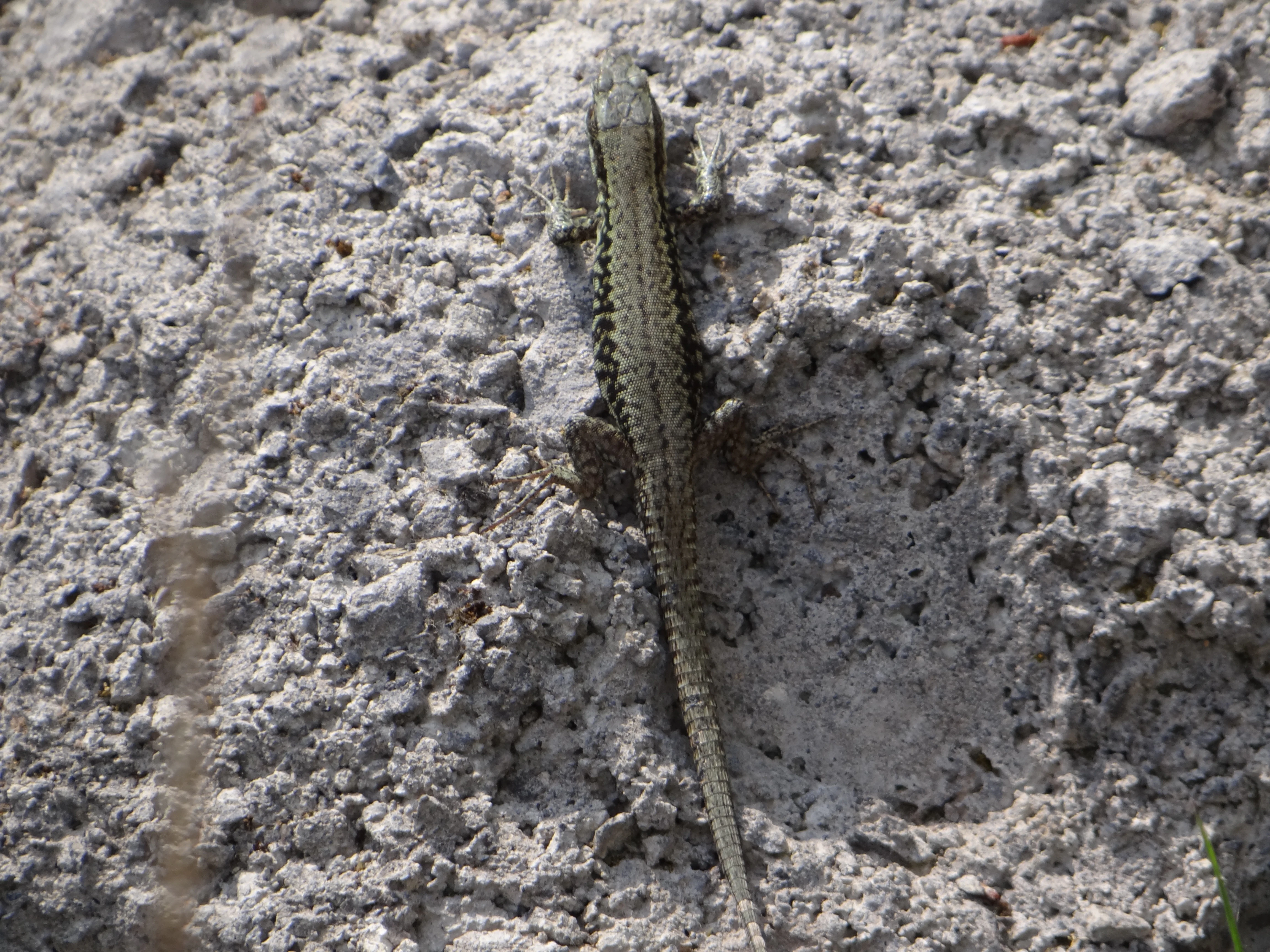 A common wall lizard with patterned brown and green scales rests on the textured, light grey surface of a basalt rock.