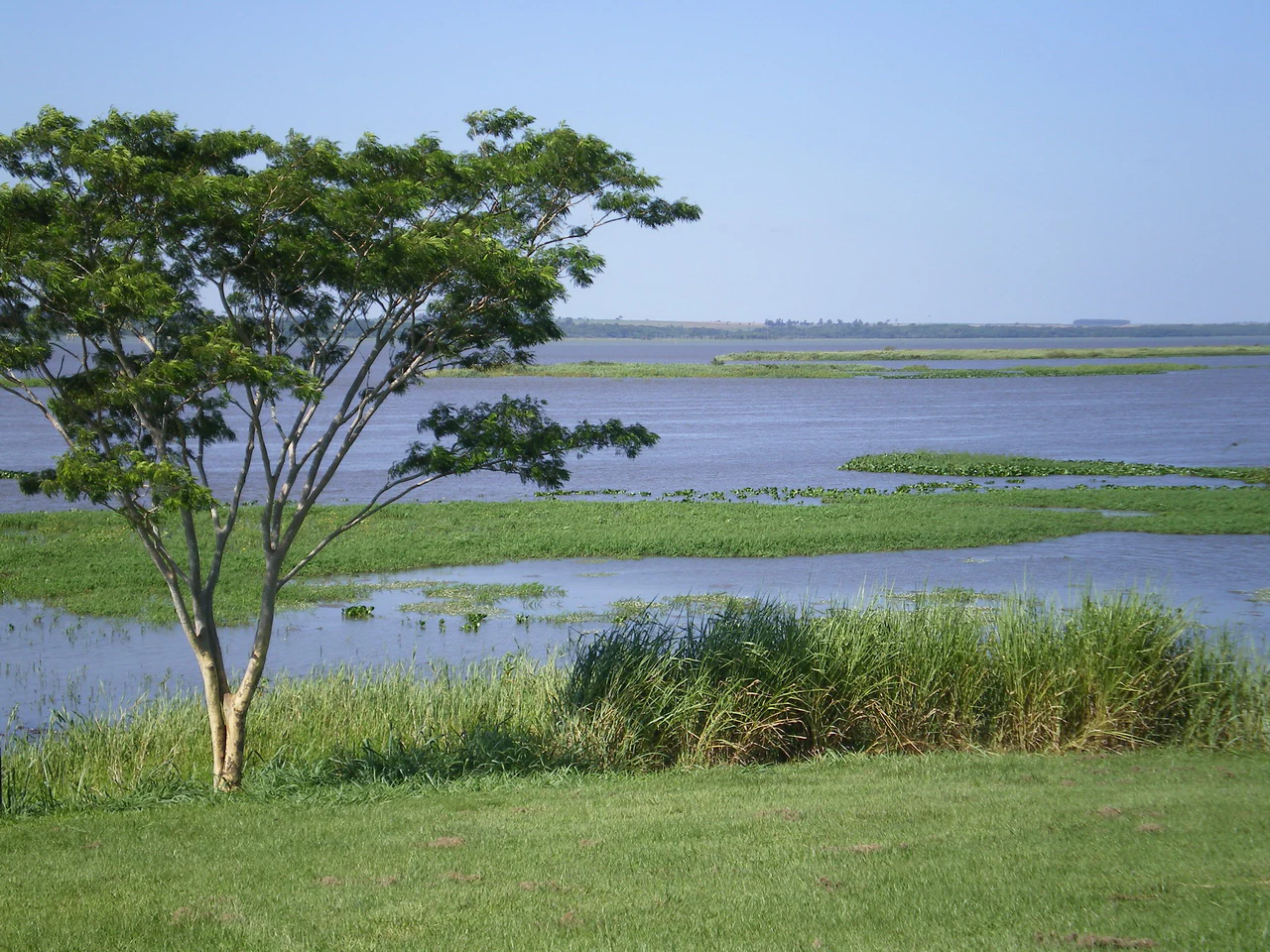 A wide view of a calm wetland landscape with a lone green tree in the foreground and patches of aquatic vegetation in the water under a clear blue sky.