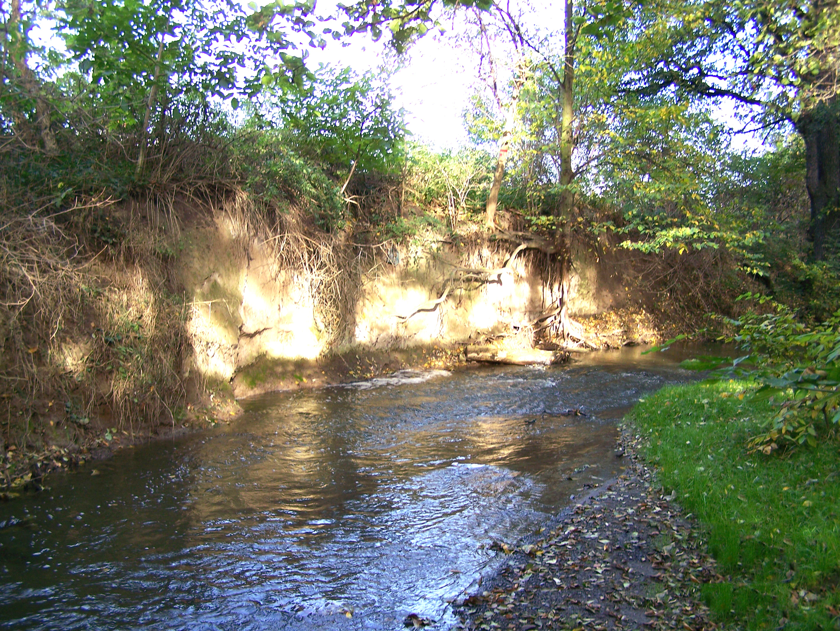 A small stream flows past a steep, earth-toned alluvial sediment bank with exposed tree roots, surrounded by green riparian forest.