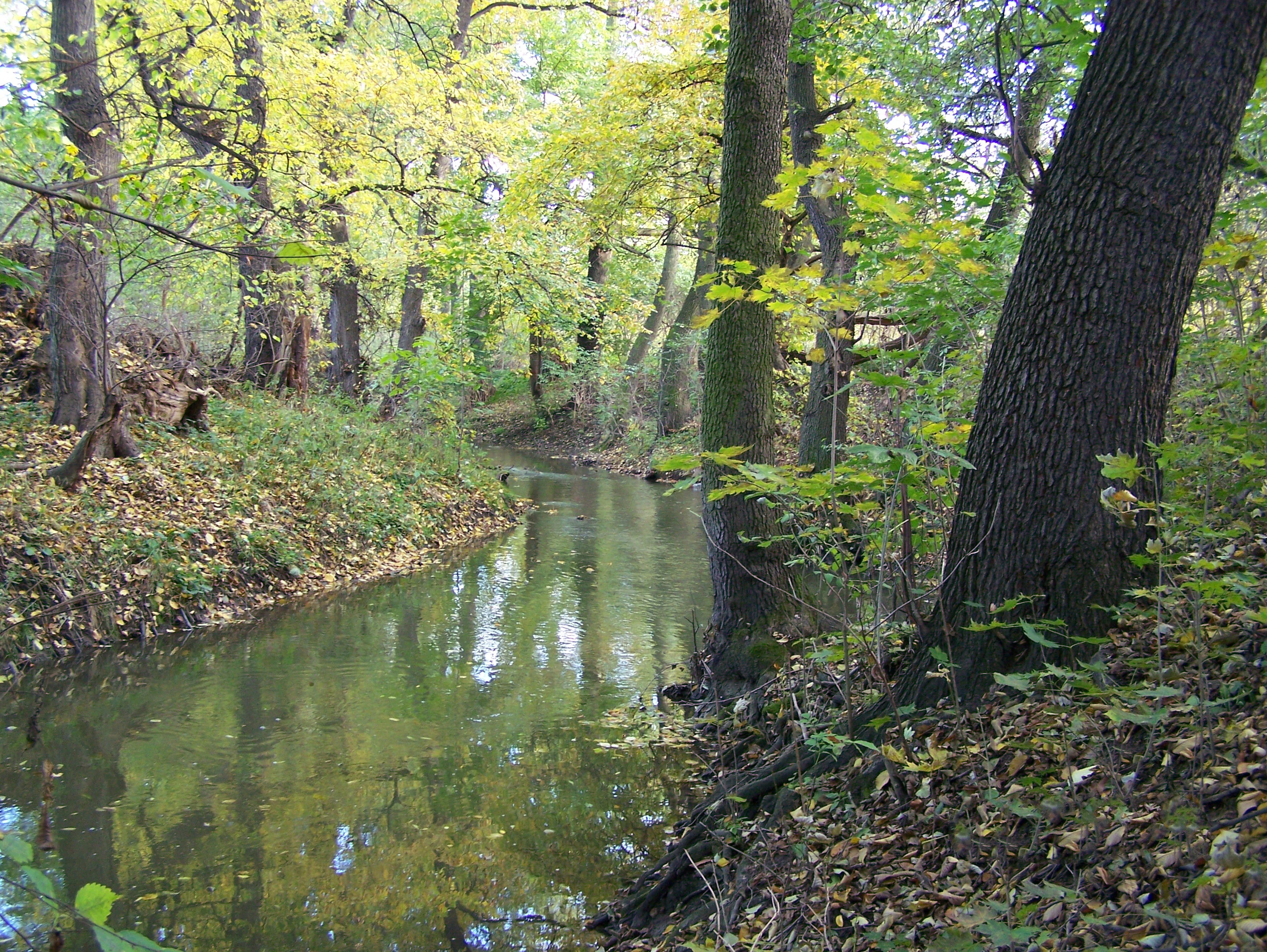 A calm, narrow stream winds through a dense deciduous forest in autumn, with golden and green foliage reflecting in the water.