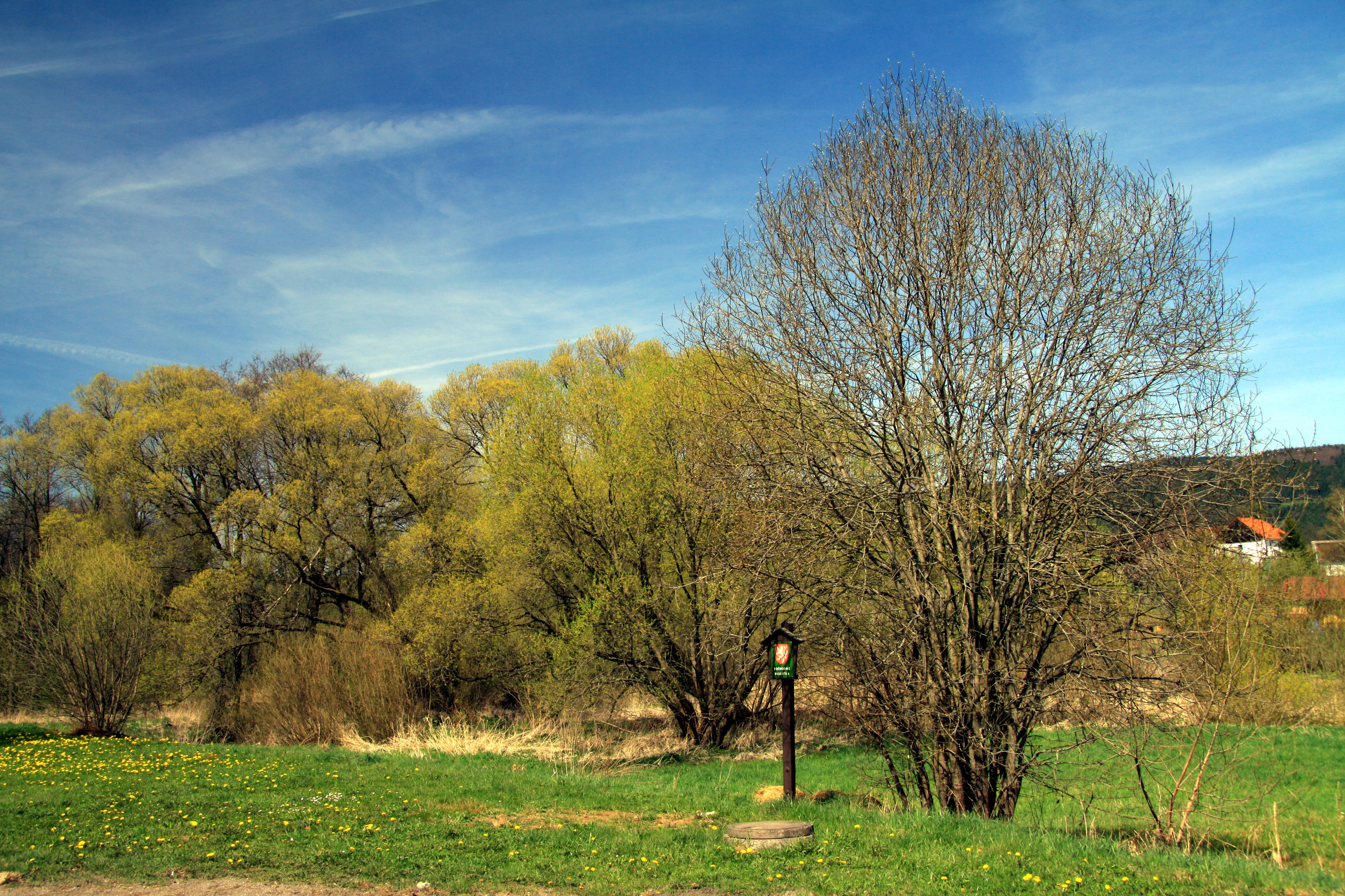 A meadow with yellow wildflowers in the foreground and deciduous trees under a clear blue sky, with a small trail marker visible near a tree.
