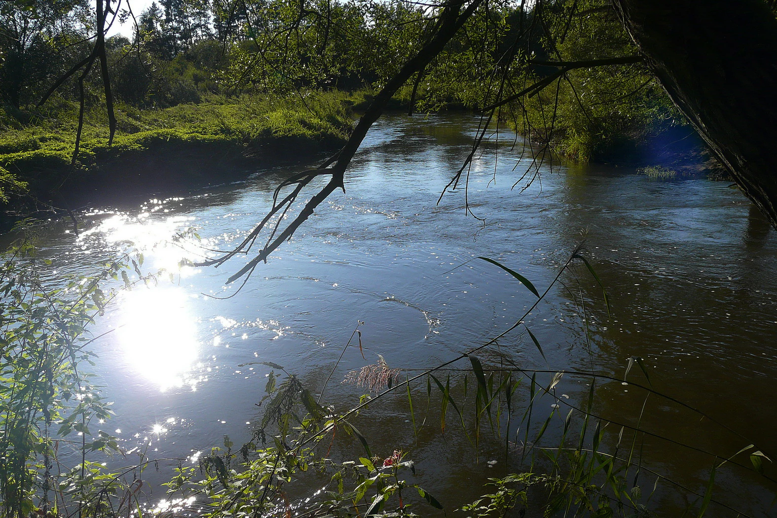A sunny, eye-level view of the Ploučnice River flowing between green, forested banks, with sunlight reflecting brightly on the water surface.