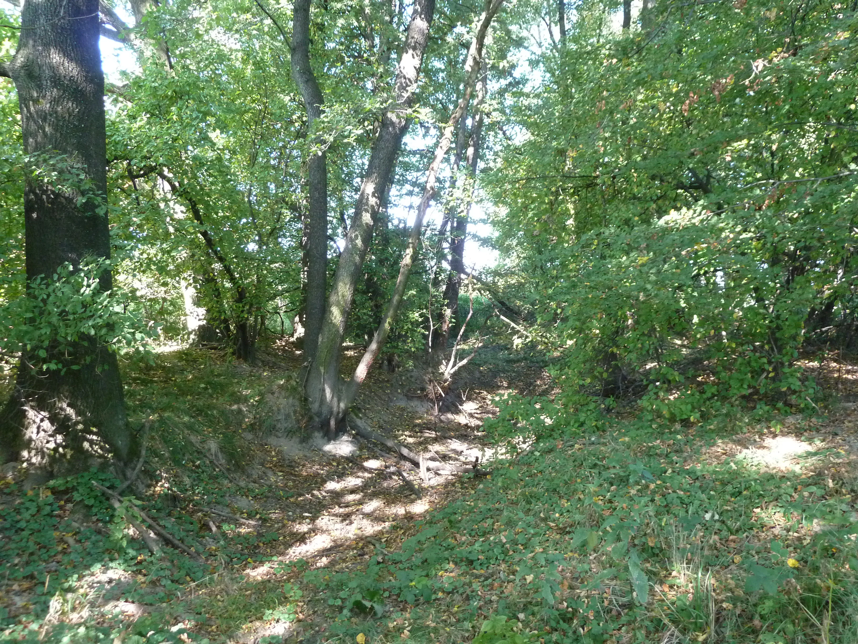 A sun-dappled forest floor with deciduous trees and leaf litter at Meandry Staré Odry.