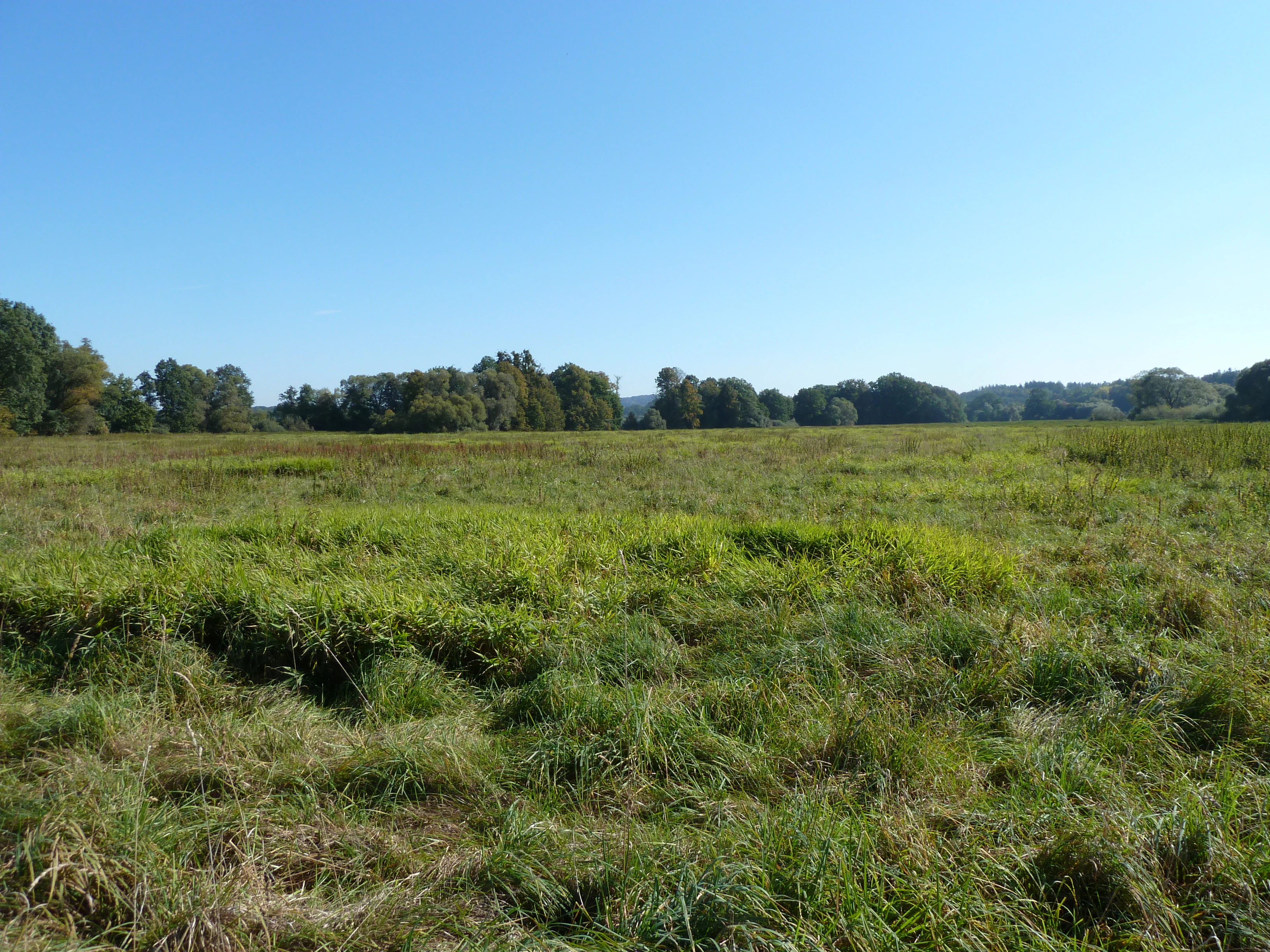 A wide, open meadow covered in green and dry grasses, bordered by a line of trees under a clear blue sky.