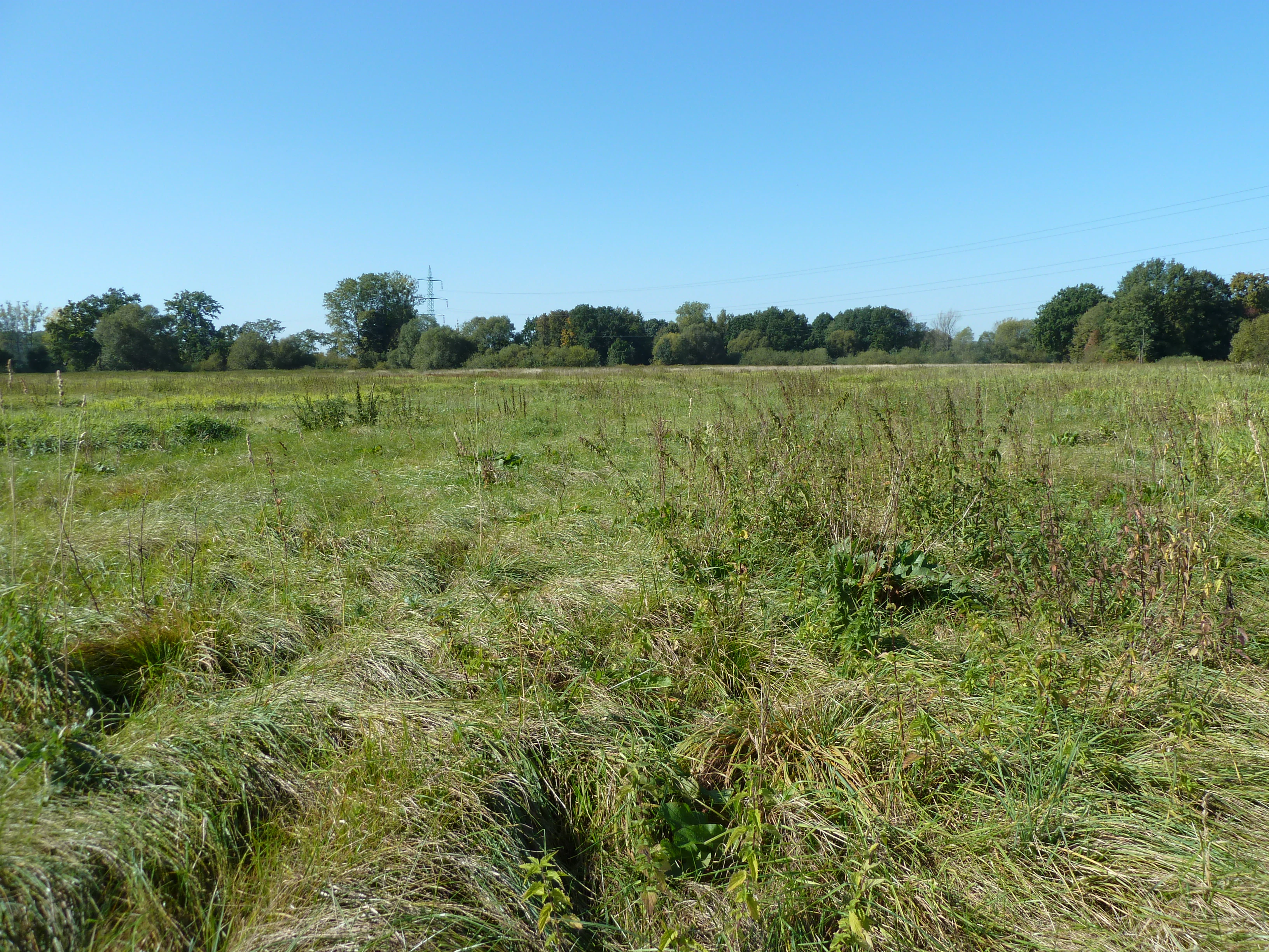A wide, flat grassy meadow with tall vegetation under a clear blue sky, bordered by a line of trees in the distance.