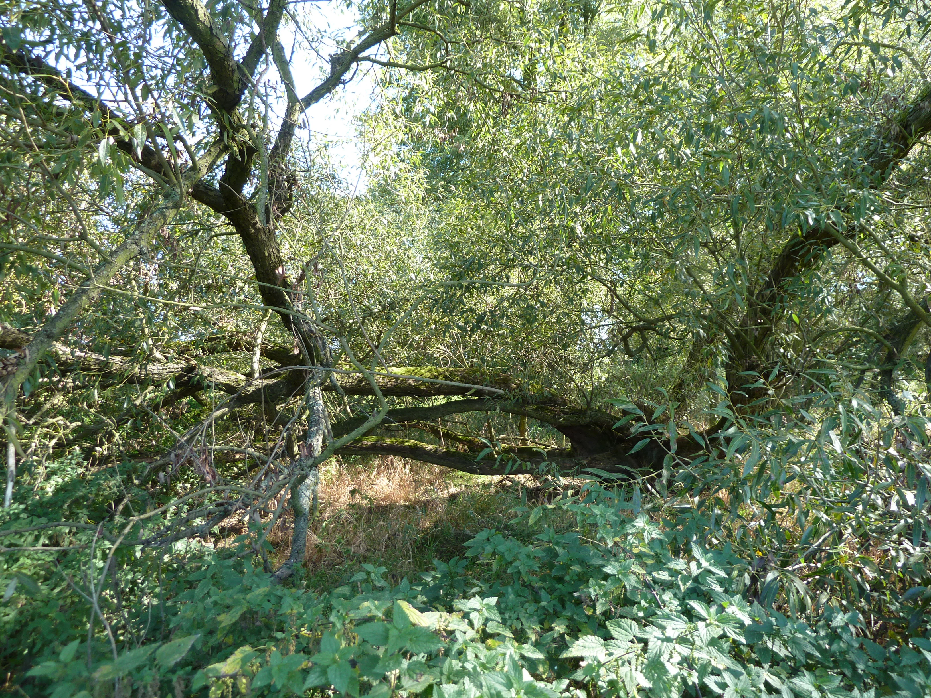 A thick, dense cluster of green willow trees and shrubs growing along a riverbank with an old, moss-covered trunk growing horizontally across the lower middle frame.