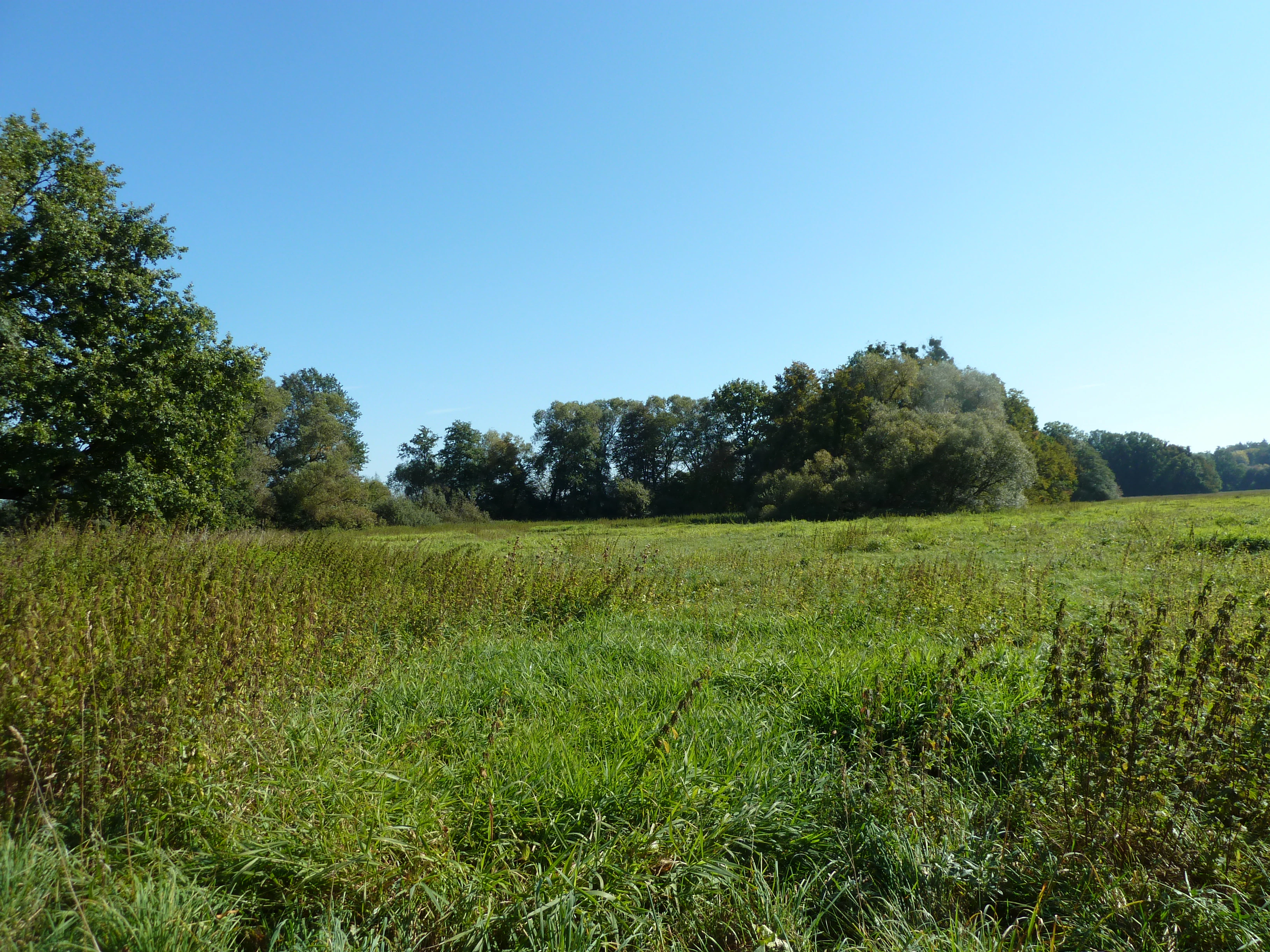 A wide, sunlit meadow with green grasses in the foreground, leading to a line of mature trees under a clear blue sky.