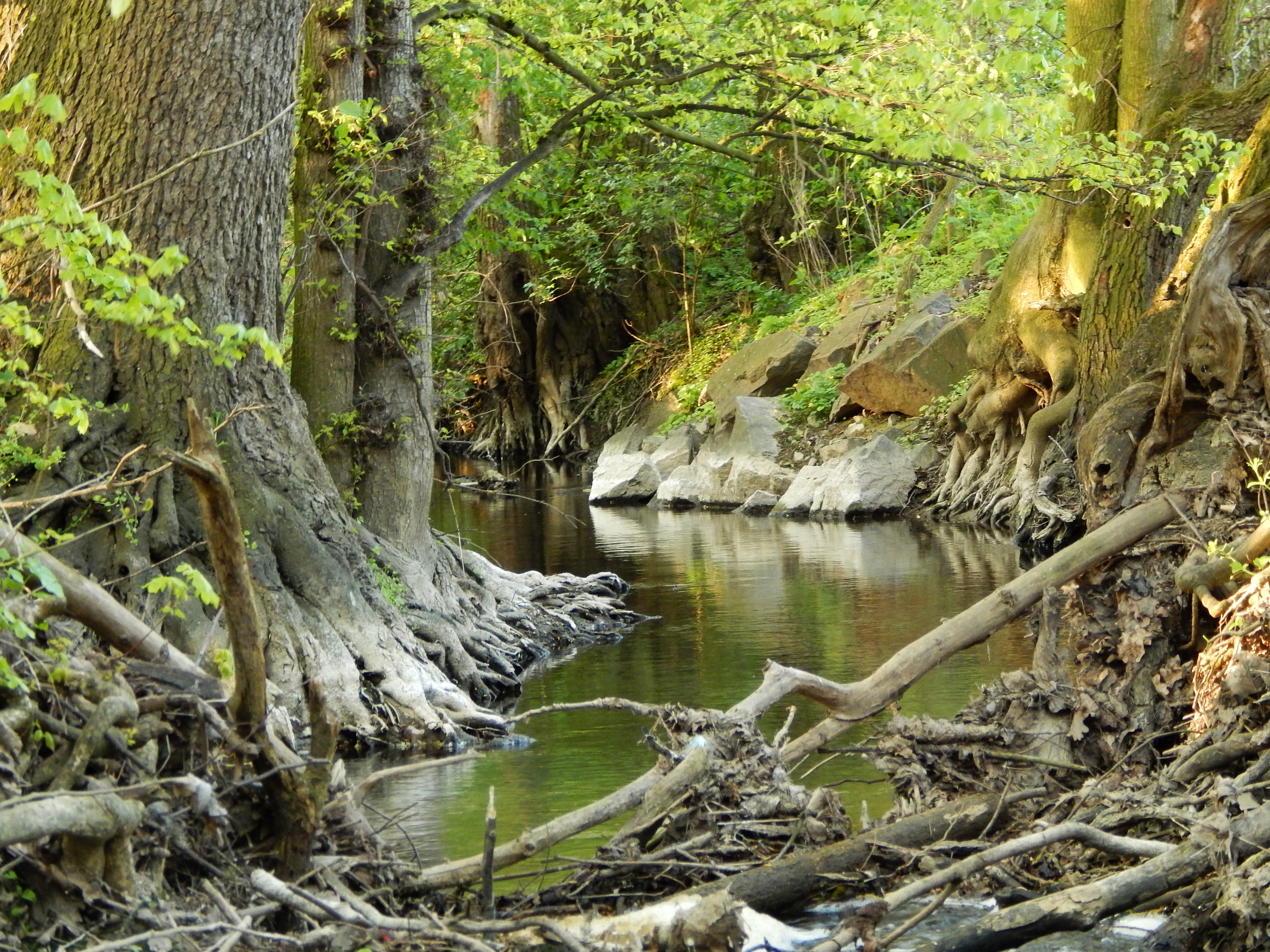 A peaceful, narrow stream flowing through a dense, green riparian forest, with exposed tree roots and fallen branches lining the muddy banks.