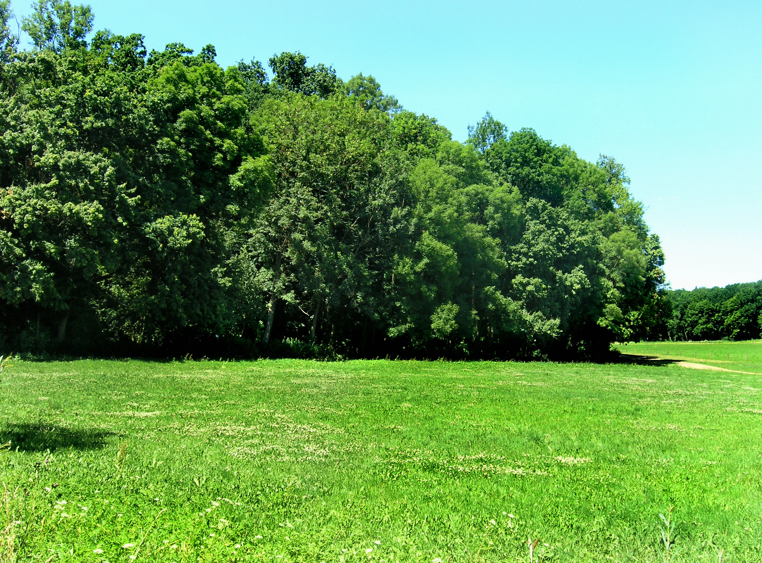 A wide, sunlit green meadow in the foreground with a dense, leafy deciduous forest line in the background under a clear blue sky.
