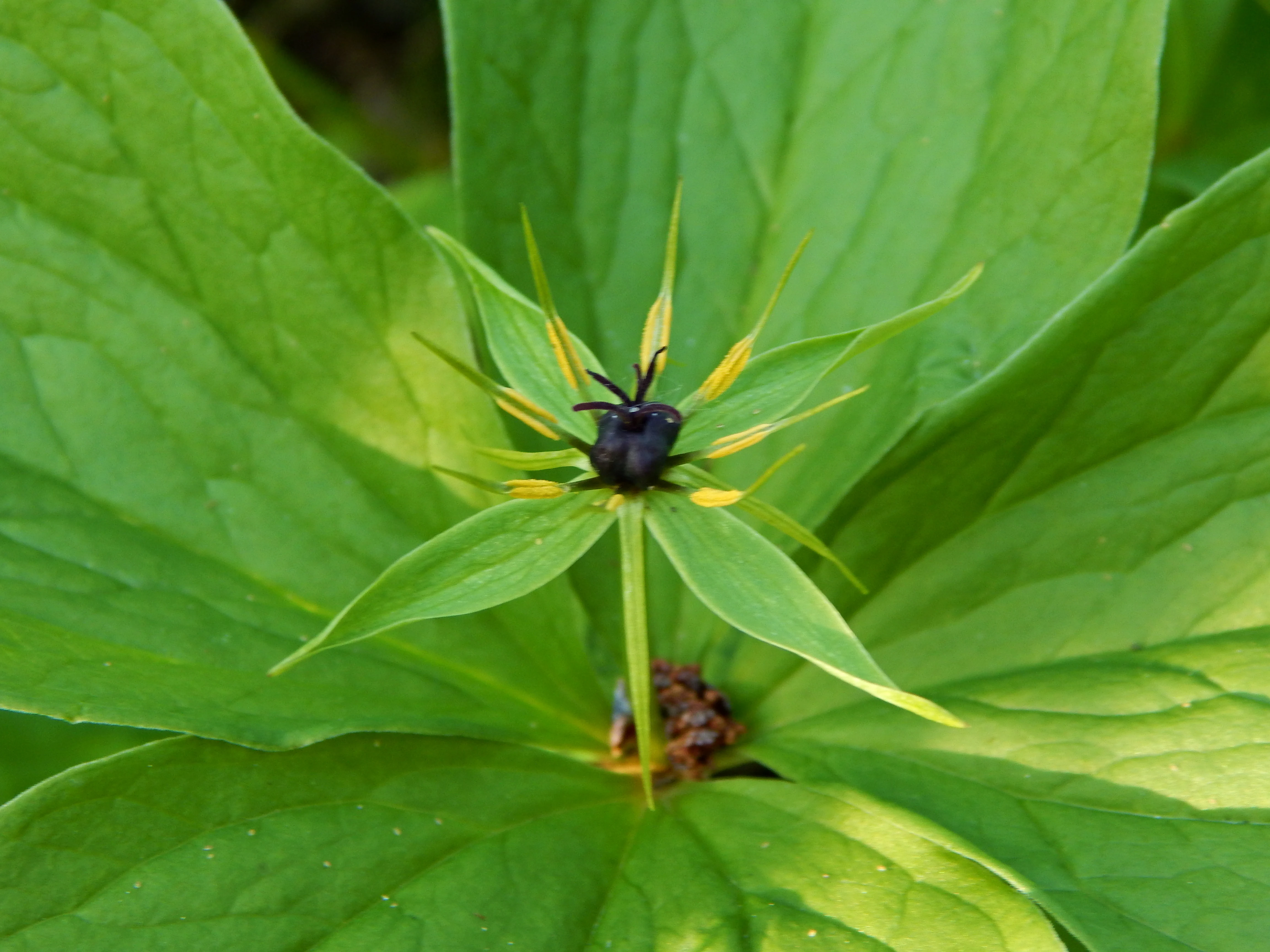 A close-up of a green Herb Paris flower with a dark central berry and radiating petals centered against a backdrop of large green leaves.