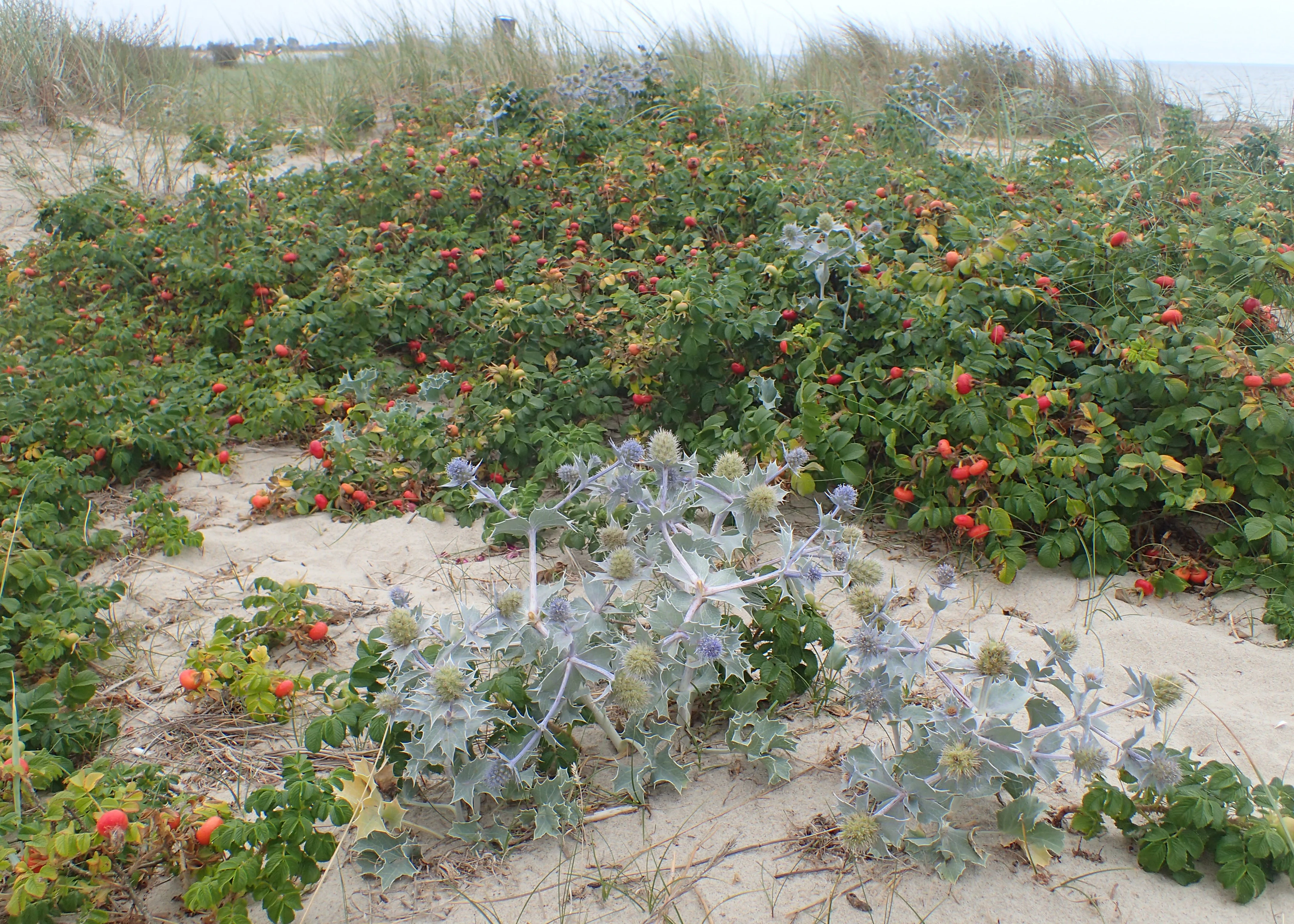 A cluster of bluish-green, spiky sea holly plants in the foreground, with a large patch of rose bushes bearing red hips behind them on sandy terrain.