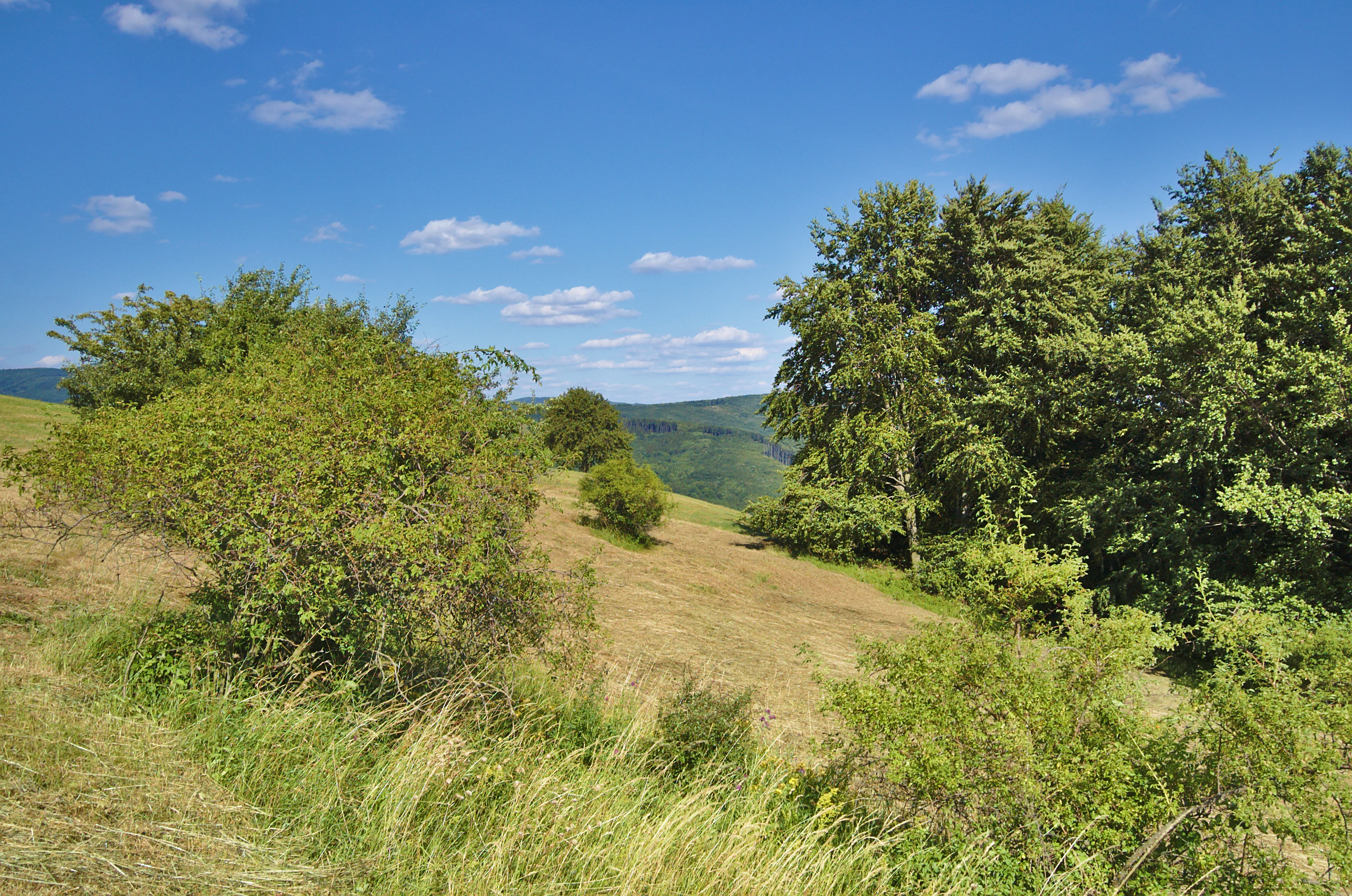 A landscape view showing grassy meadow slopes and patches of deciduous forest under a blue sky.