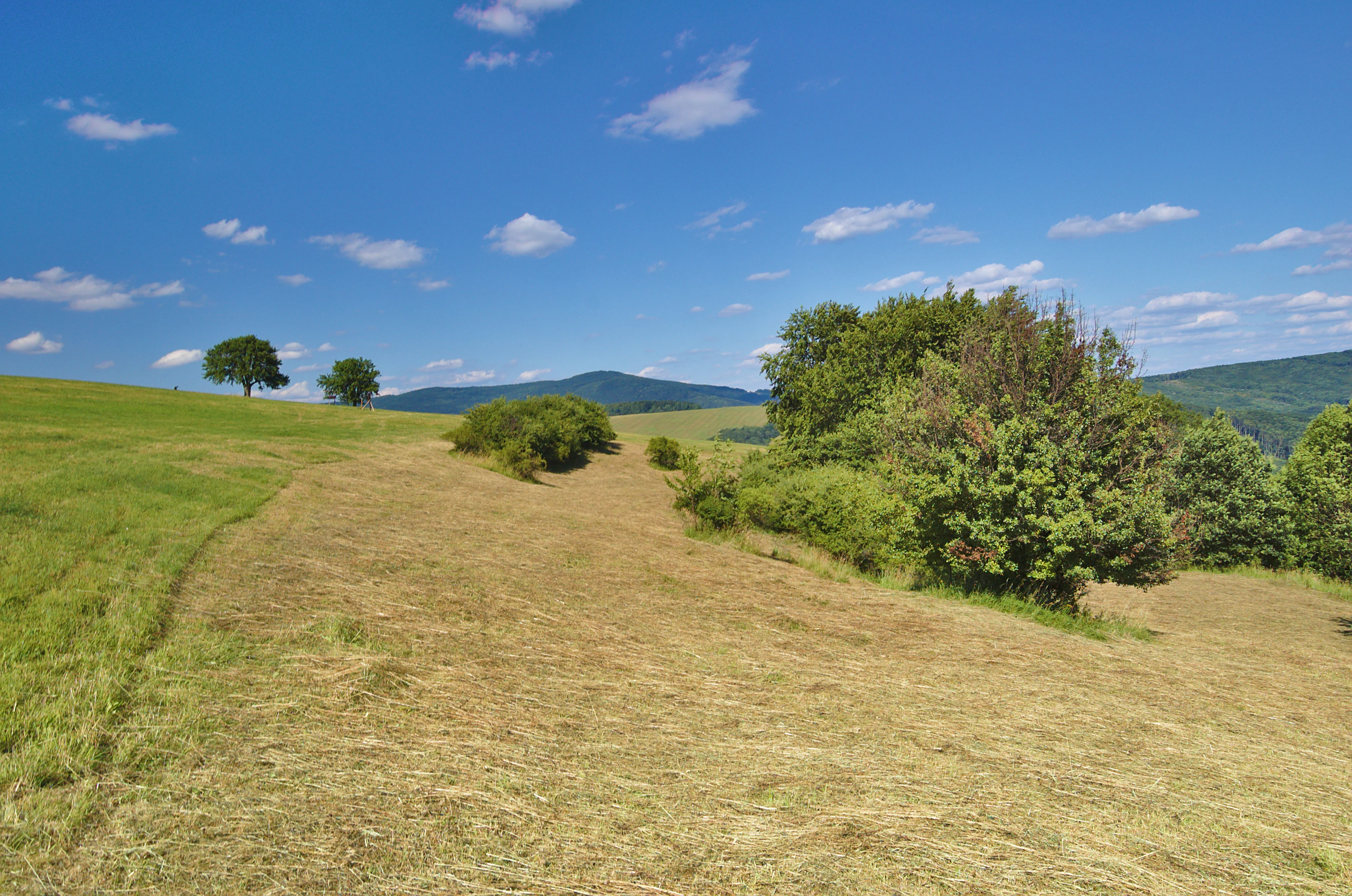 A wide, sunny landscape view of a mown grassy meadow with scattered trees and shrubs, rolling hills in the background, and a bright blue sky with scattered clouds.