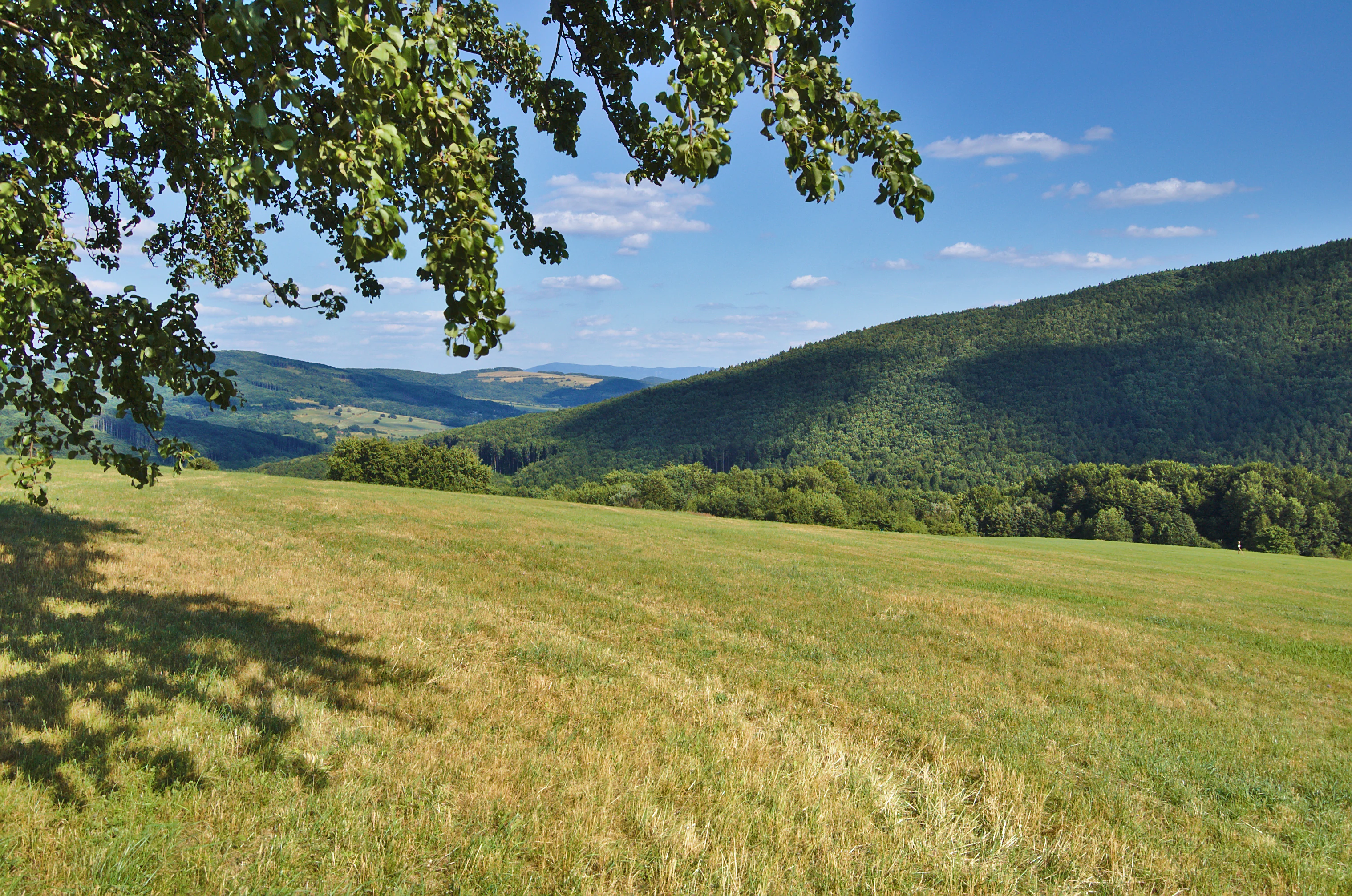 A sunny landscape view of a grassy meadow sloping down toward forested hills under a blue sky with scattered clouds.